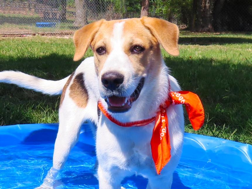 Gizmo 26C-240, Adoptable, Puppy Male American Foxhound & Harrier.