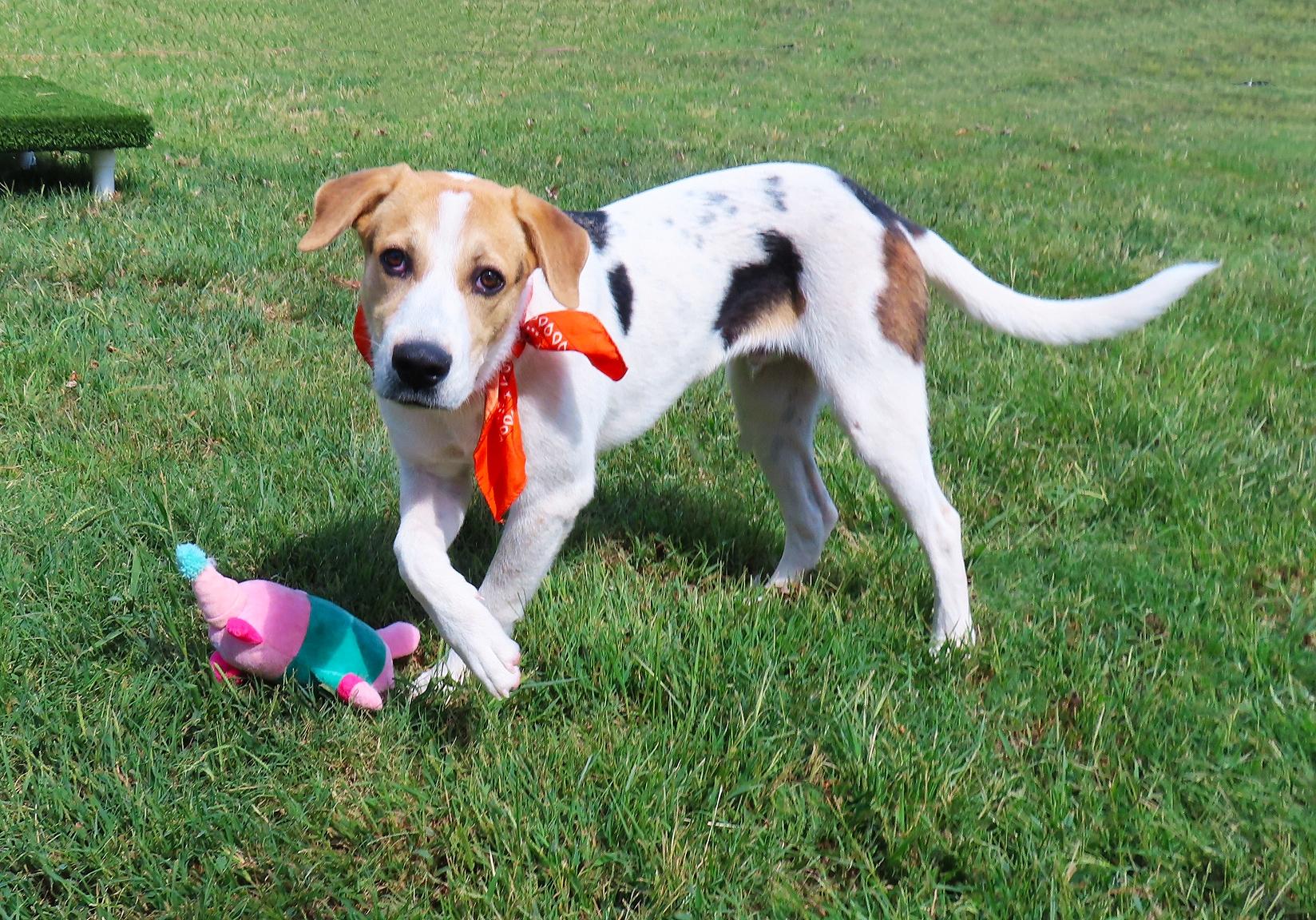 Enlarge Gizmo 26C-240, a Adoptable mixed breed in Rogers, AR image 2/5
