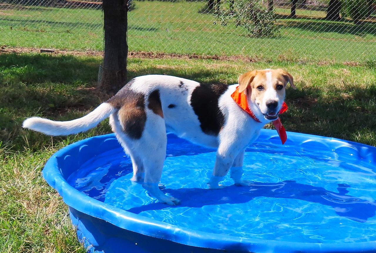Enlarge Gizmo 26C-240, a Adoptable mixed breed in Rogers, AR image 4/5