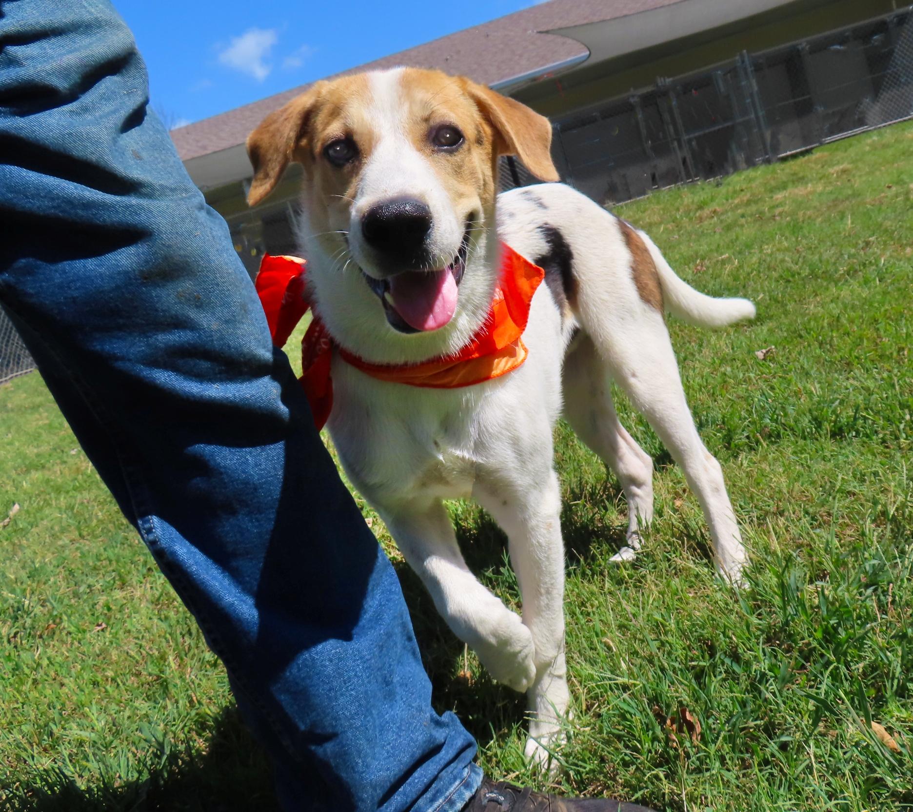 Enlarge Gizmo 26C-240, a Adoptable mixed breed in Rogers, AR image 3/5