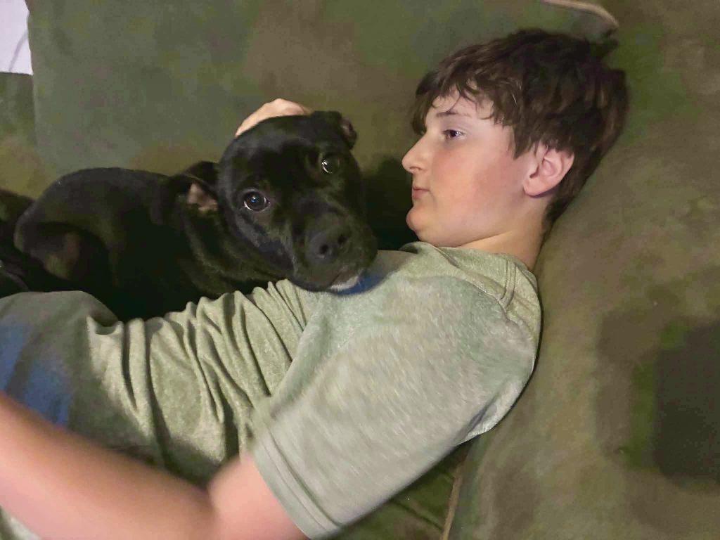 Shadow (4 months old), a ADOPTABLE mixed breed in Albany, NY image 3/3