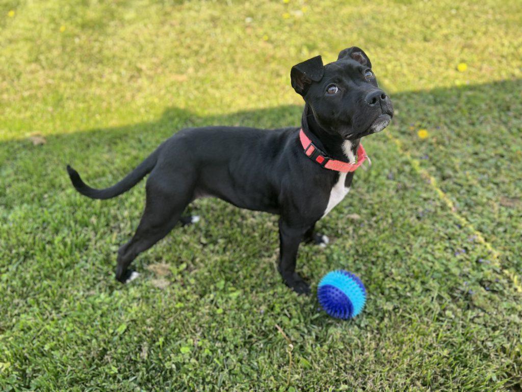 Shadow (4 months old), a ADOPTABLE mixed breed in Albany, NY image 2/3