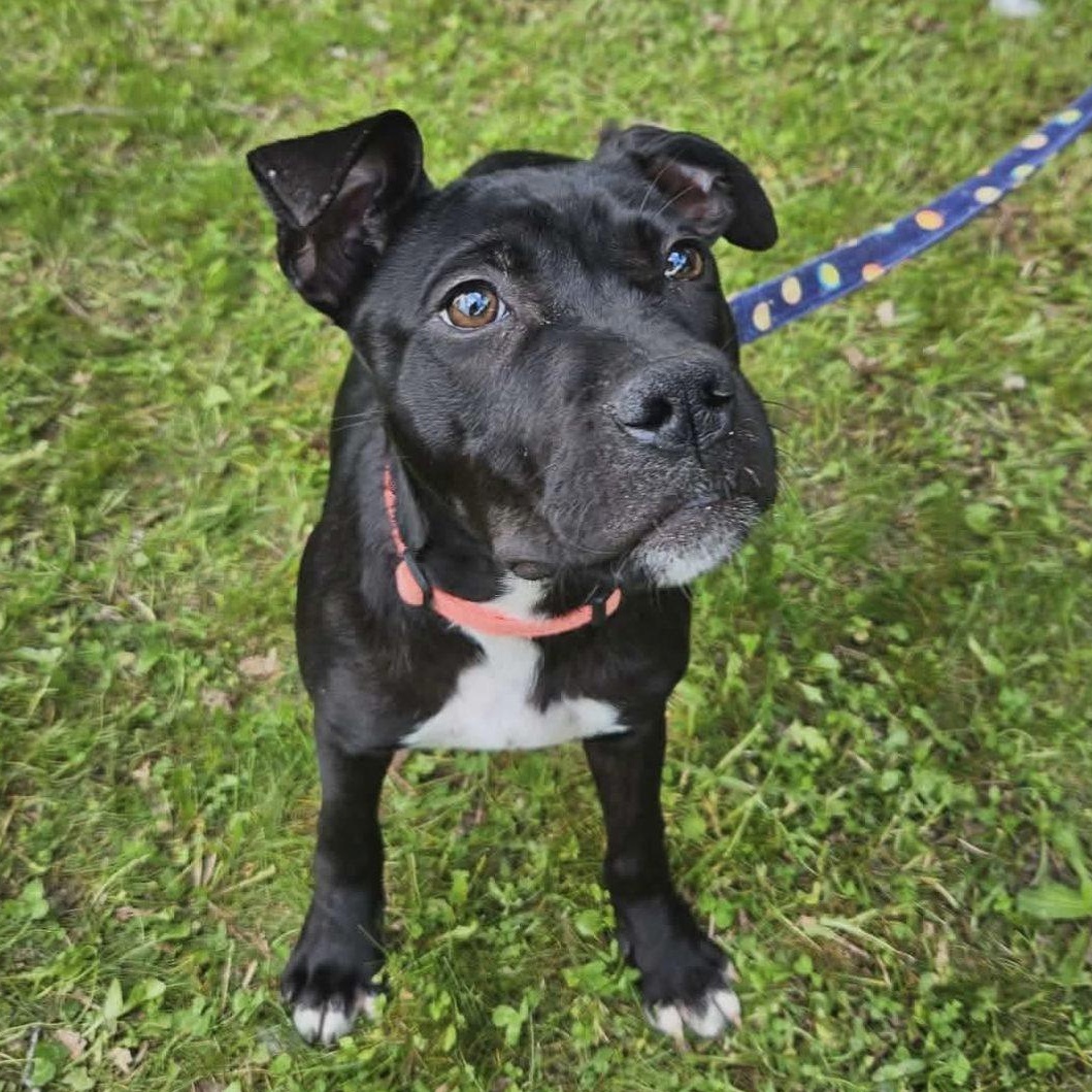 Shadow (4 months old), ADOPTABLE, Young Female Pit Bull Terrier.