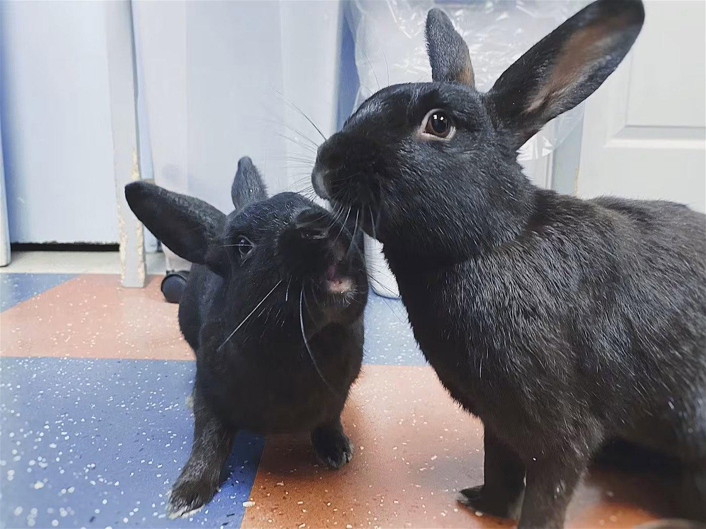 Enlarge Jelly and Bean, a Adoptable Havana in Whitehall, PA image 1/3