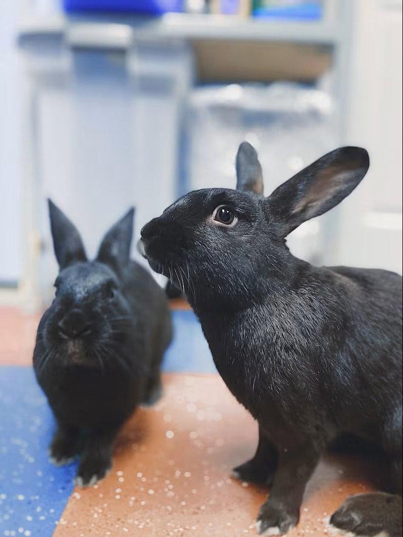Enlarge Jelly and Bean, a Adoptable Havana in Whitehall, PA image 2/3