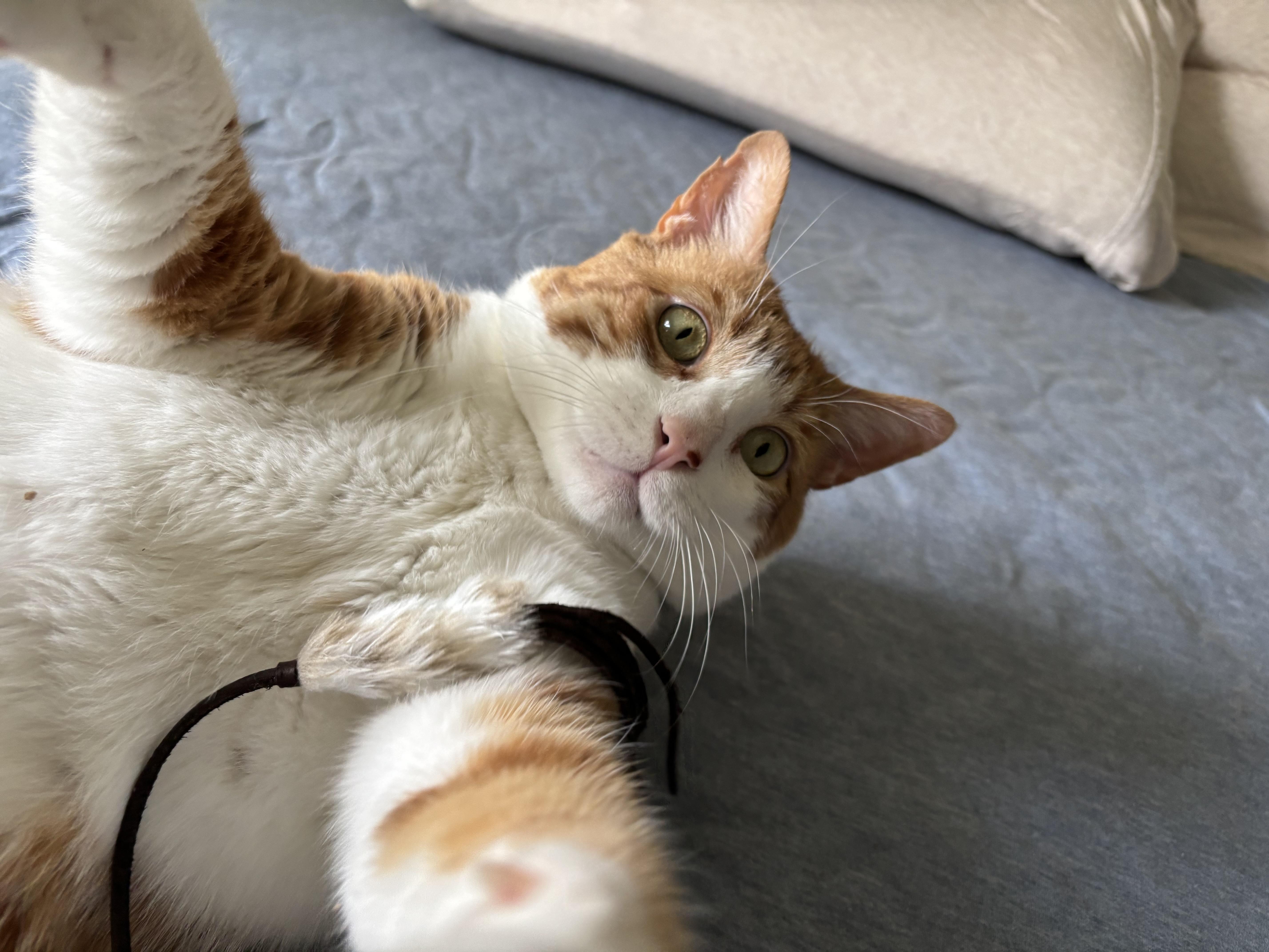 Enlarge Budders..., an adoptable Domestic Short Hair in Palm Coast, FL image 1/4