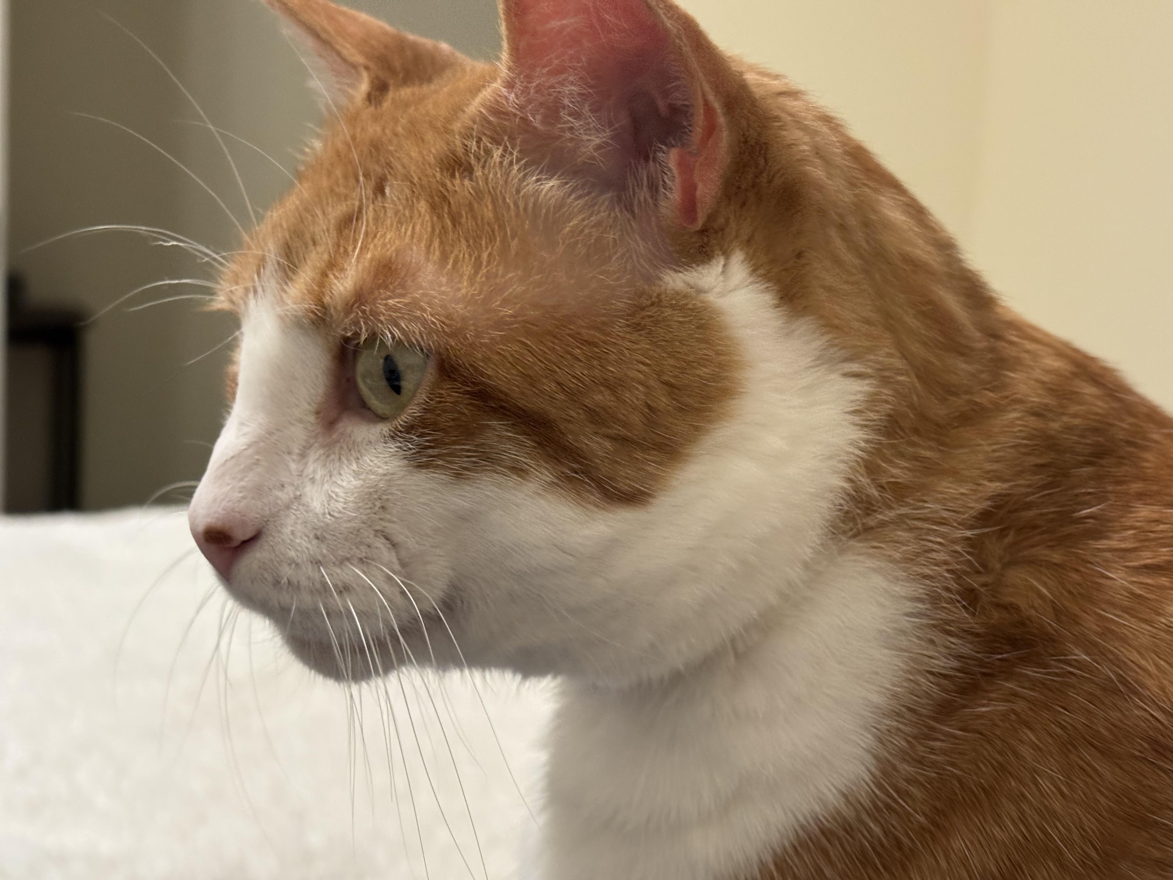 Enlarge Budders..., an adoptable Domestic Short Hair in Palm Coast, FL image 4/4