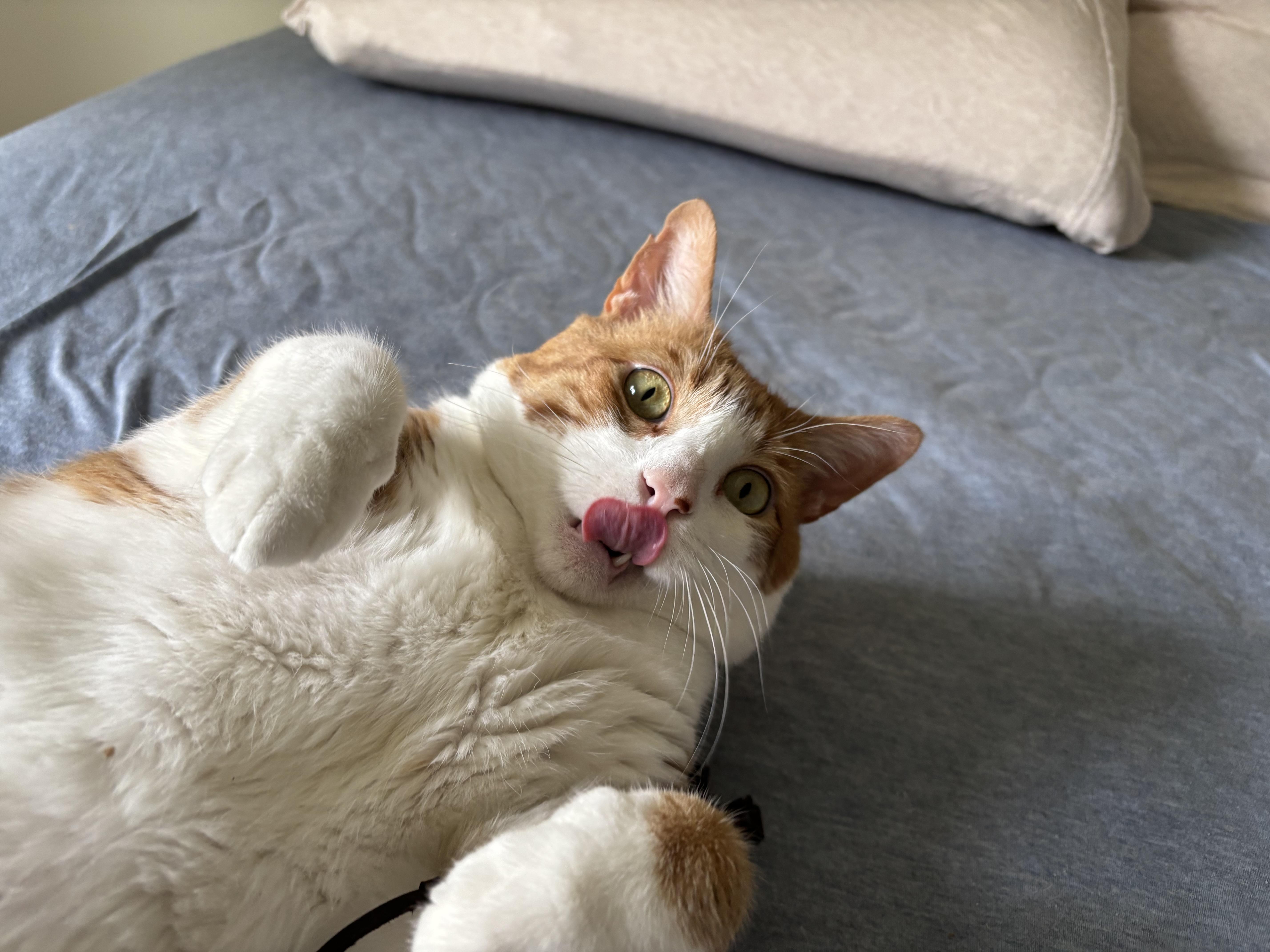 Enlarge Budders..., an adoptable Domestic Short Hair in Palm Coast, FL image 2/4