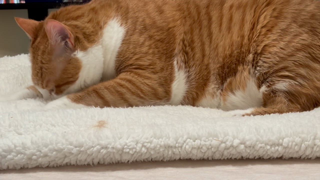 Enlarge Budders..., an adoptable Domestic Short Hair in Palm Coast, FL video 3/4