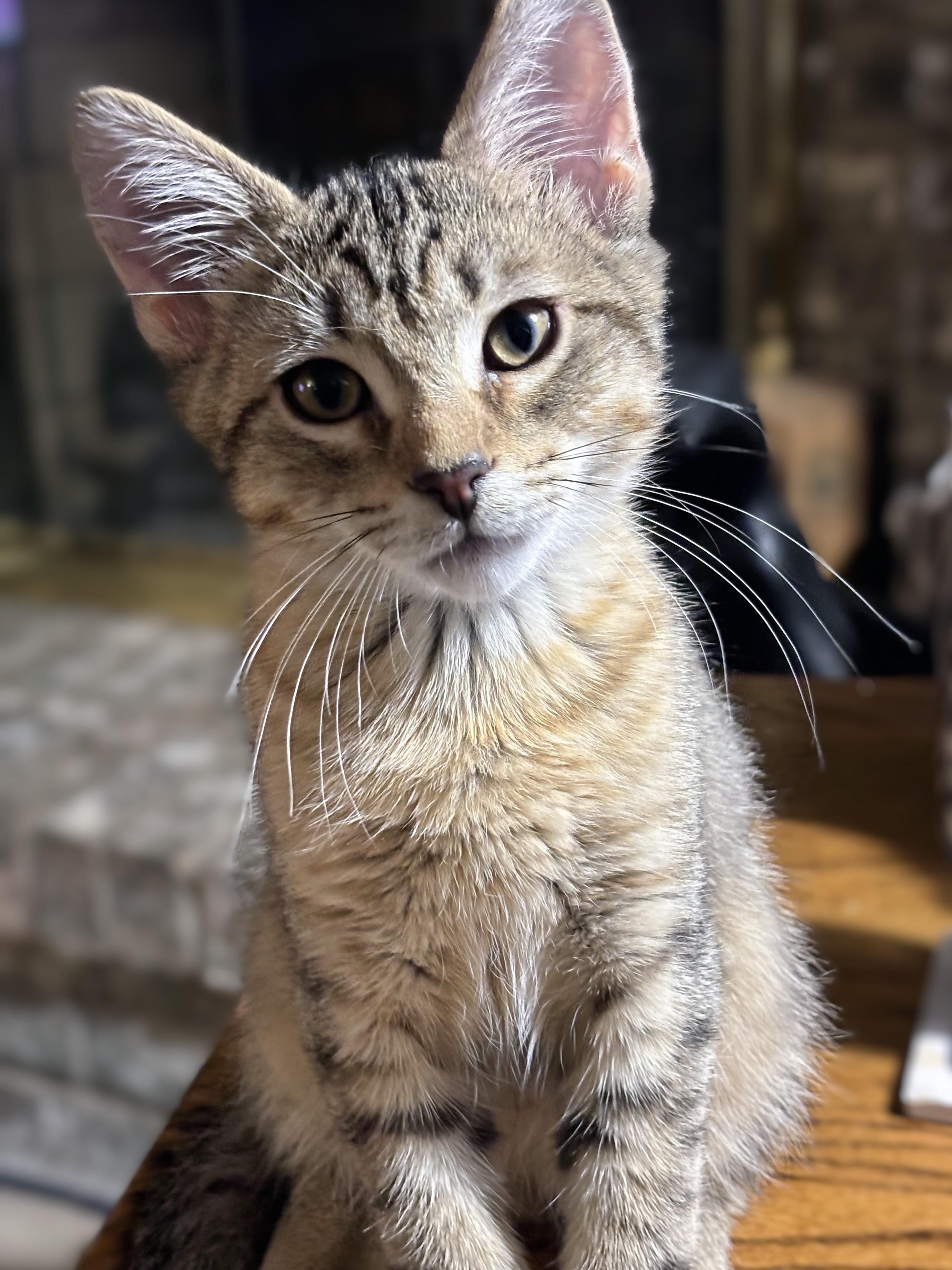 Enlarge Jack, a Adoptable Domestic Short Hair in Johnsburg, IL image 3/3