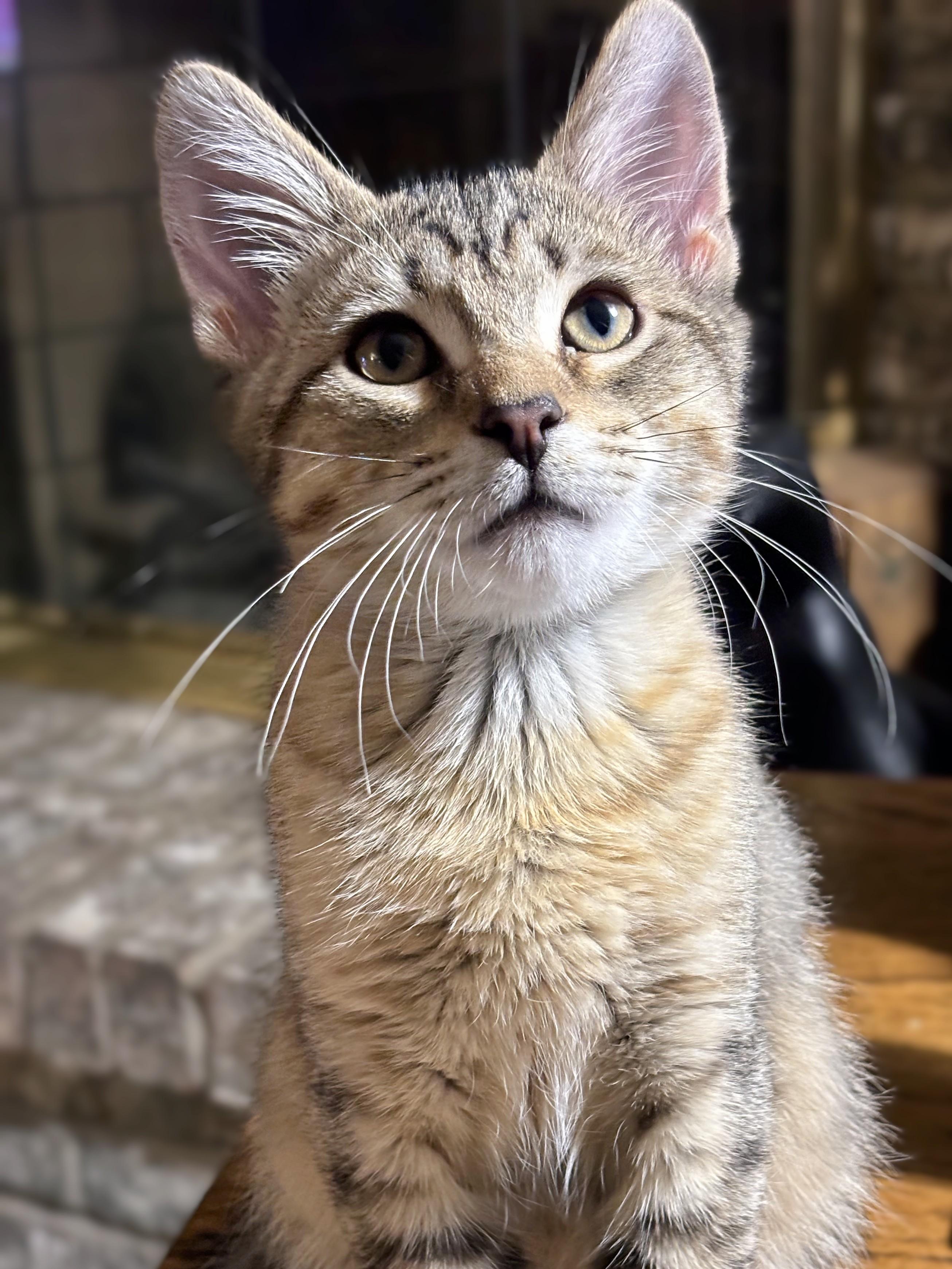 Enlarge Jack, a Adoptable Domestic Short Hair in Johnsburg, IL image 2/3
