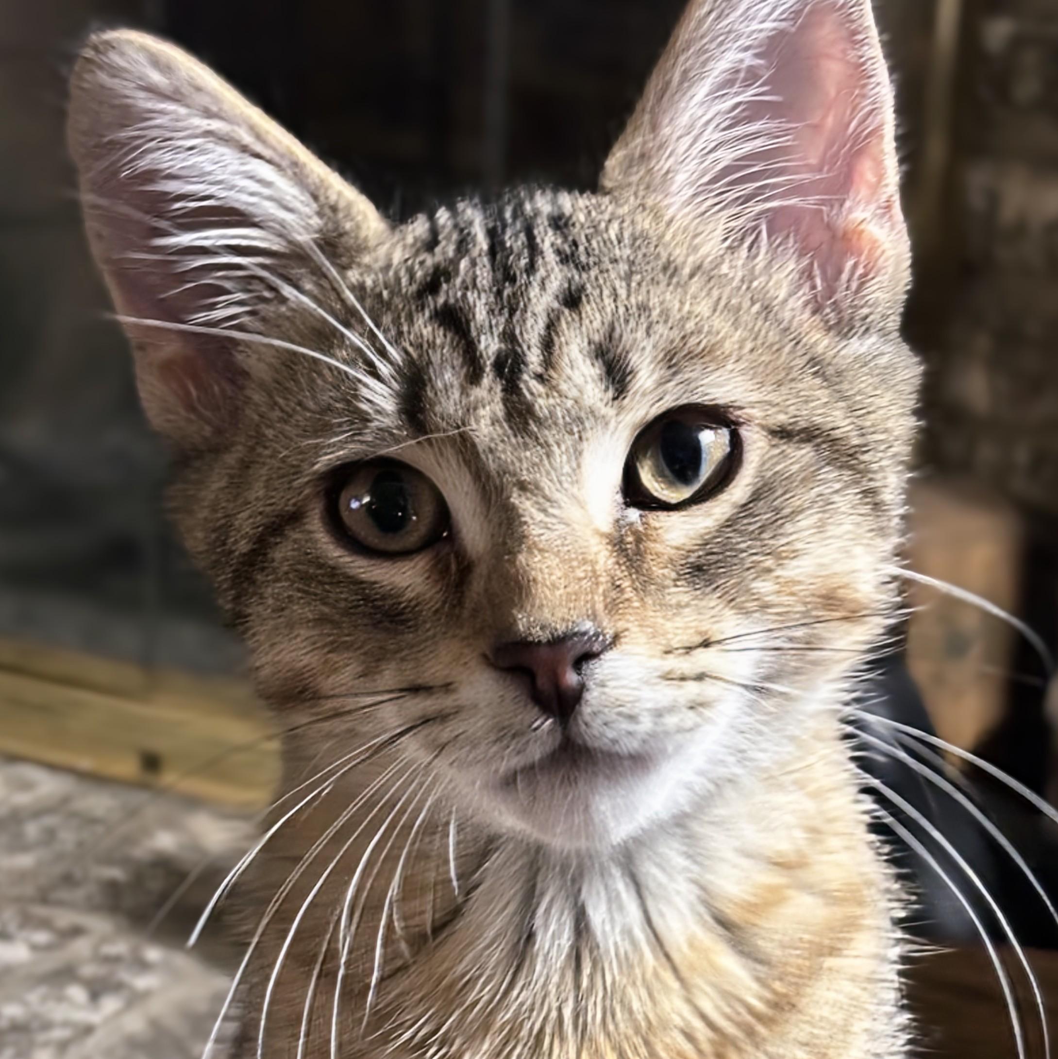 Jack, Adoptable, Kitten Male Domestic Short Hair.