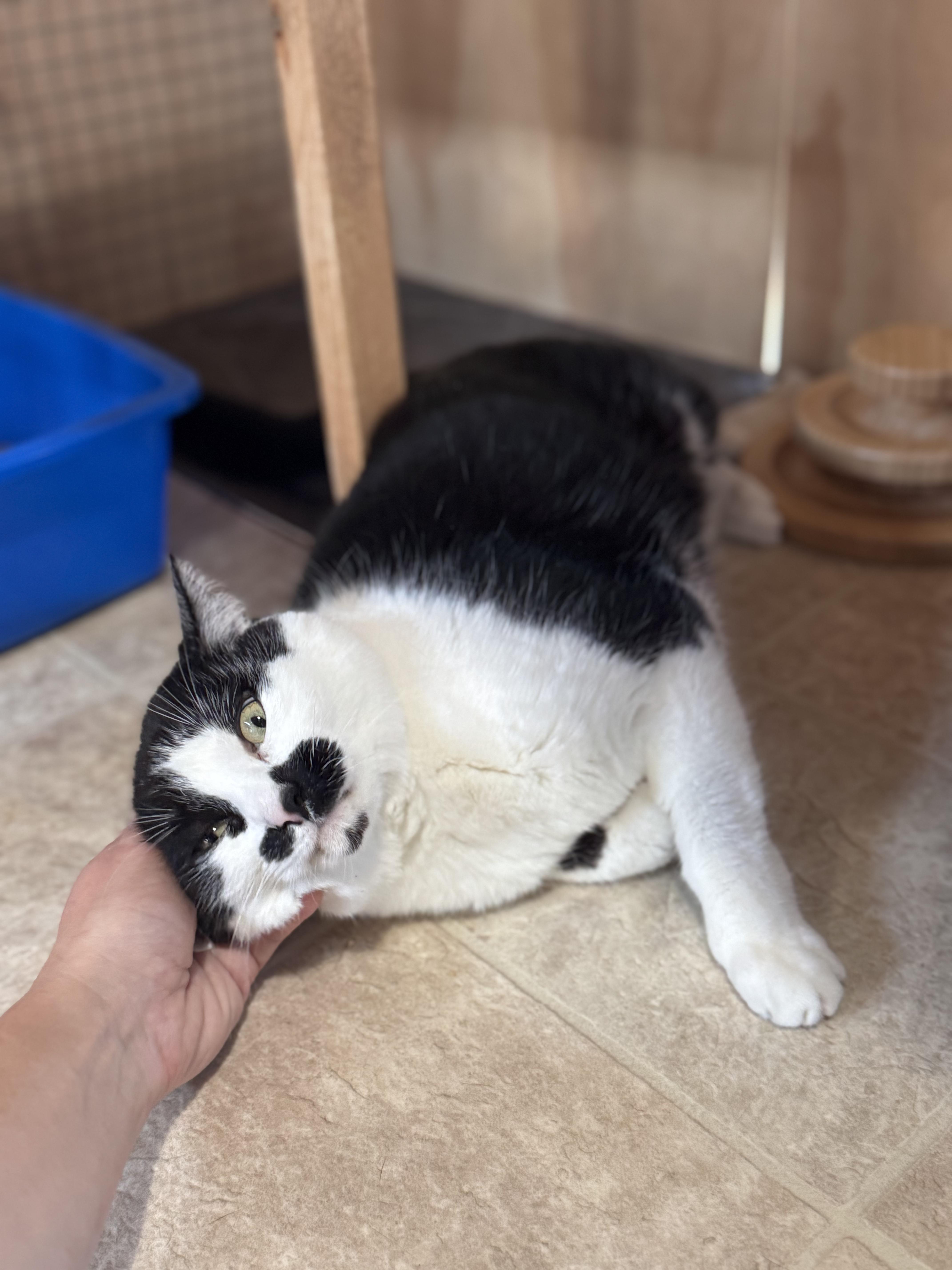 Sabay, an adoptable Domestic Short Hair, Tuxedo in Courtenay, BC, V9N 7T4 | Photo Image 2