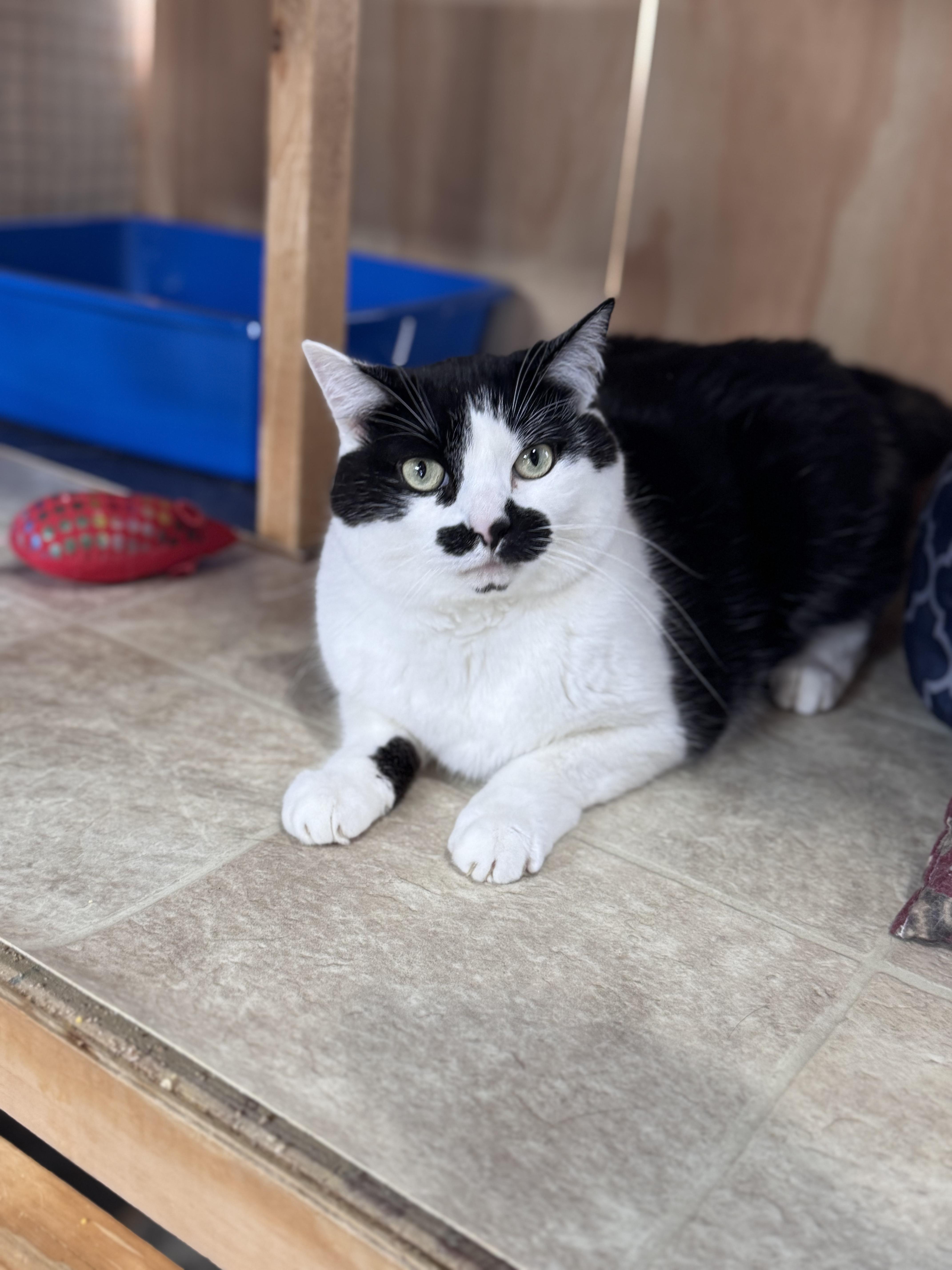 Sabay, a Adoptable mixed breed in Courtenay, BC image 5/5