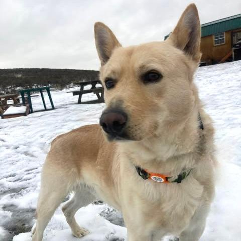 Cody, Adoptable, Adult Male Australian Cattle Dog / Blue Heeler & Labrador Retriever.