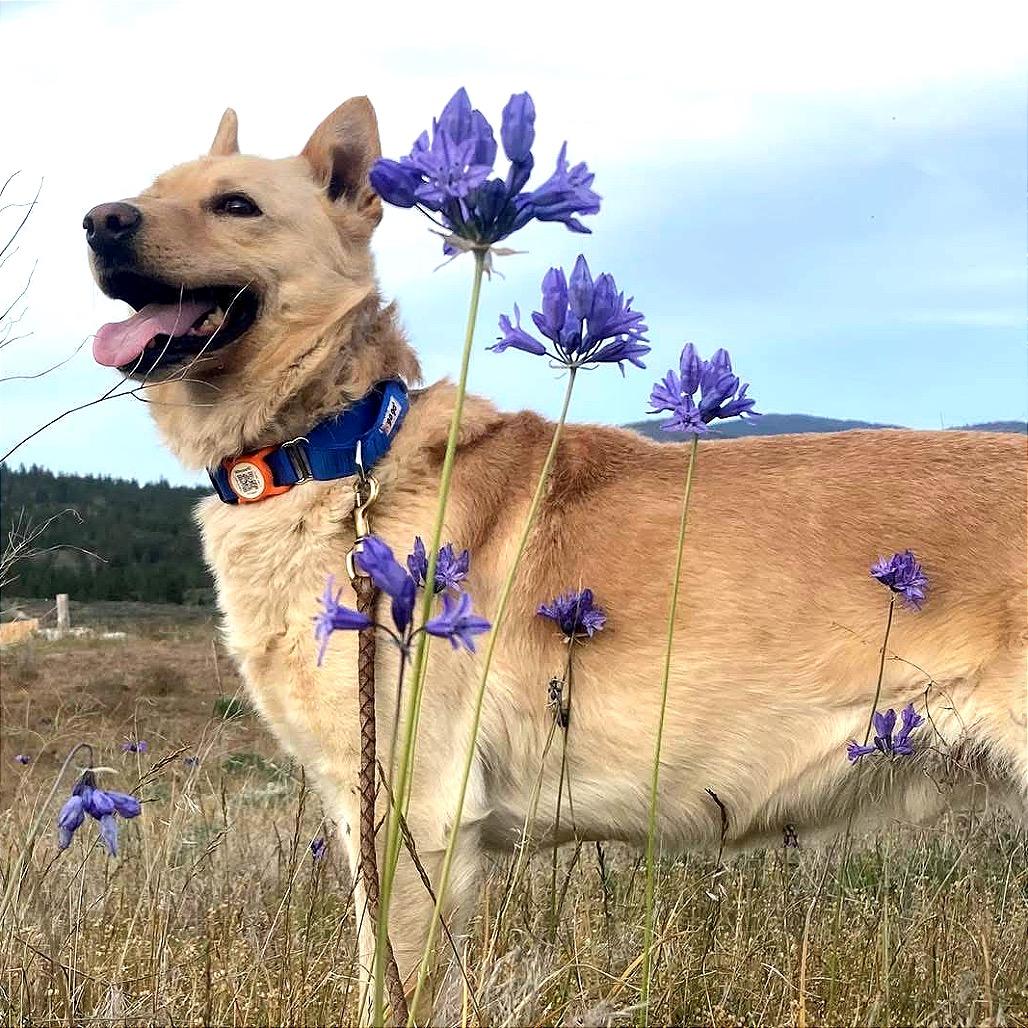 Enlarge Cody, a Adoptable mixed breed in TONASKET, WA image 1/5