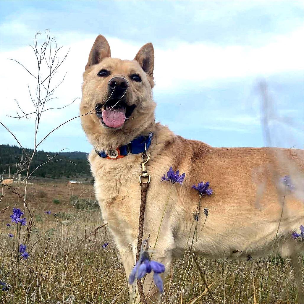 Enlarge Cody, a Adoptable mixed breed in TONASKET, WA image 2/5