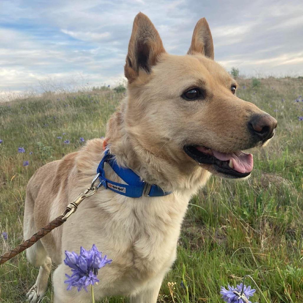 Enlarge Cody, a Adoptable mixed breed in TONASKET, WA image 3/5