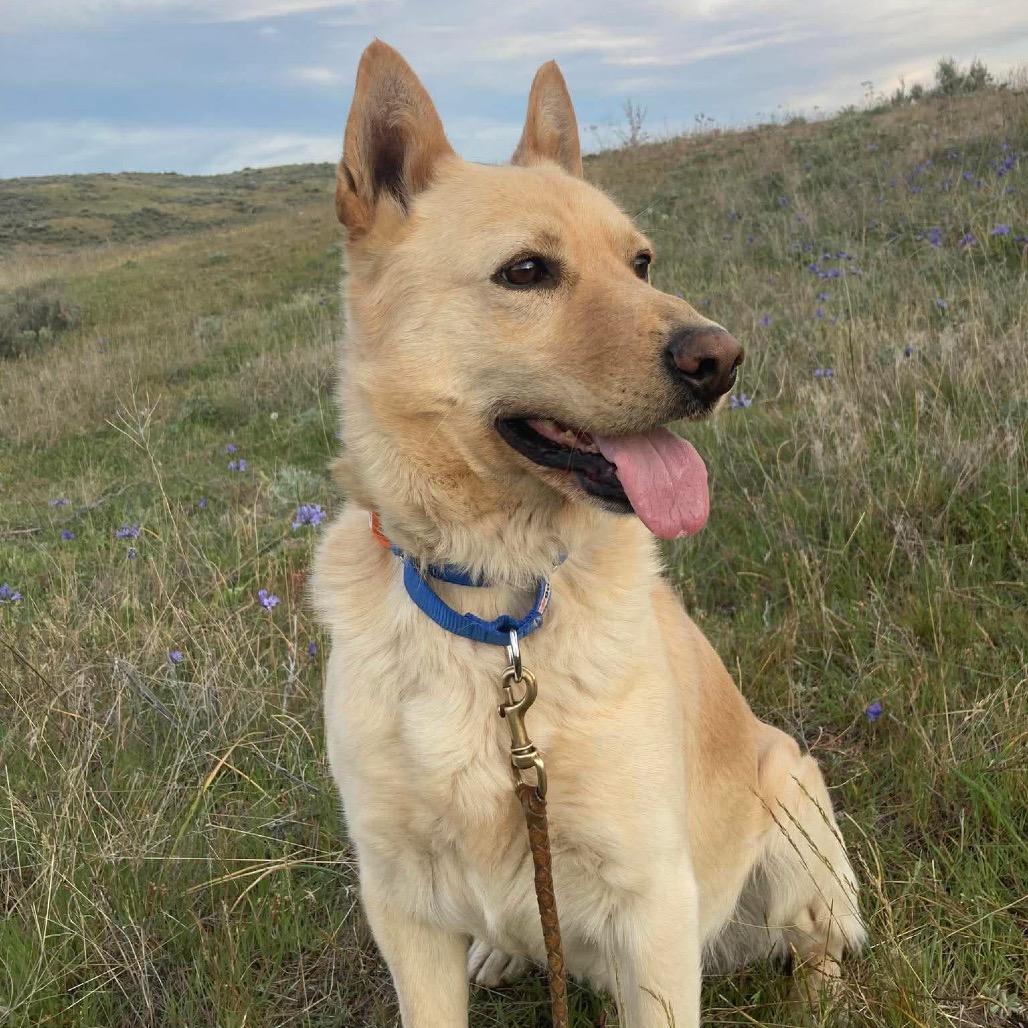 Enlarge Cody, a Adoptable mixed breed in TONASKET, WA image 4/5