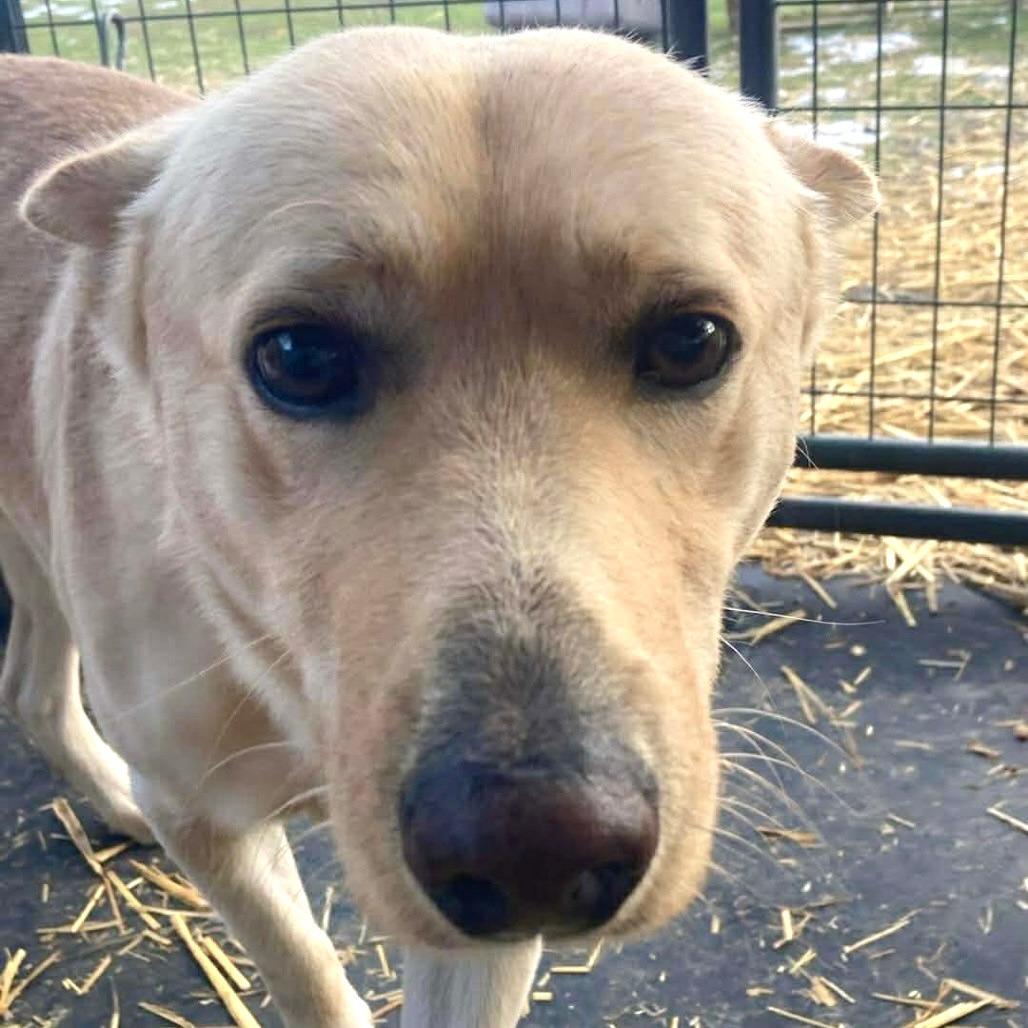 Enlarge Cody, a Adoptable mixed breed in TONASKET, WA image 2/3