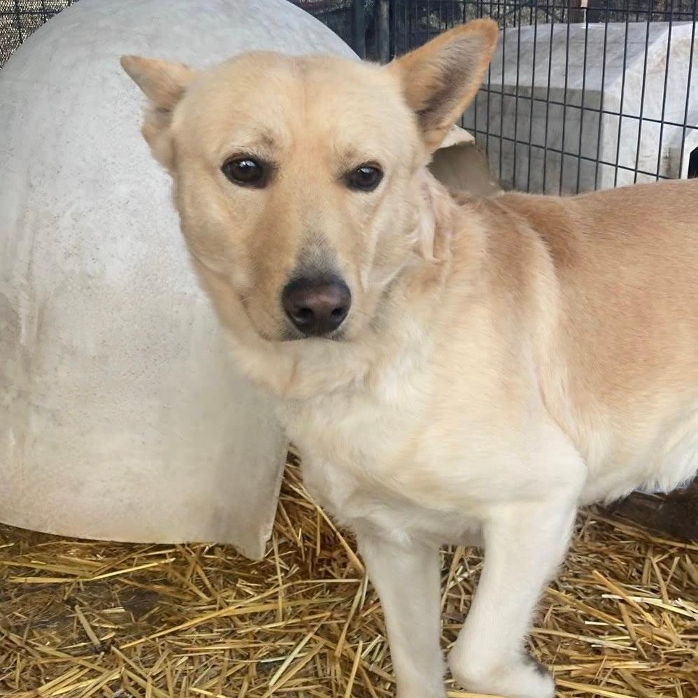 Enlarge Cody, a Adoptable mixed breed in TONASKET, WA image 3/3