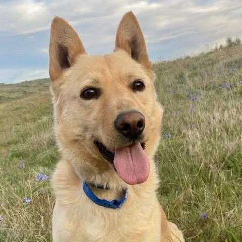 Enlarge Cody, a Adoptable mixed breed in TONASKET, WA image 5/5
