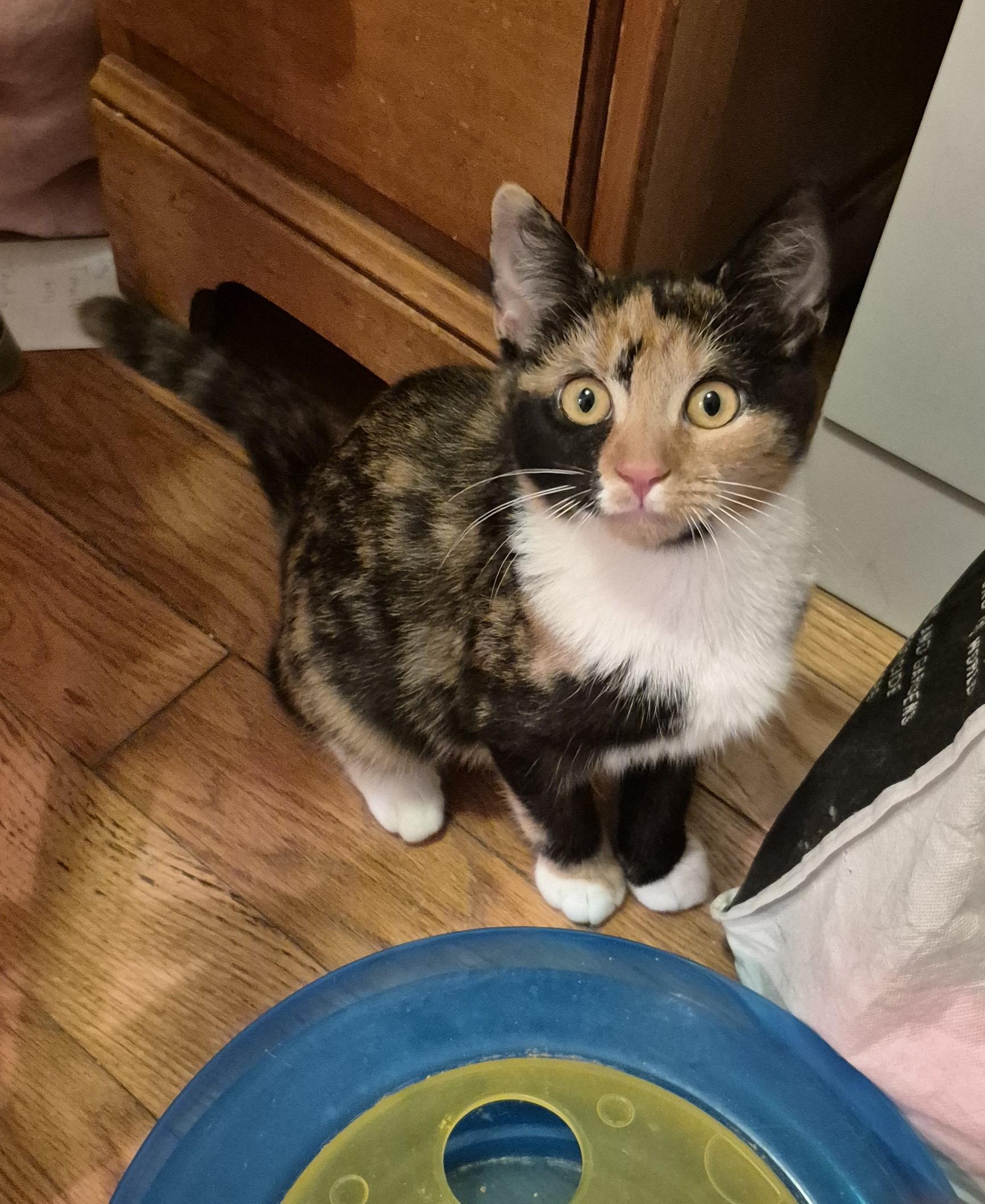 Enlarge Wendy & Lisa, an adopted Domestic Short Hair in Beltsville, MD image 2/4