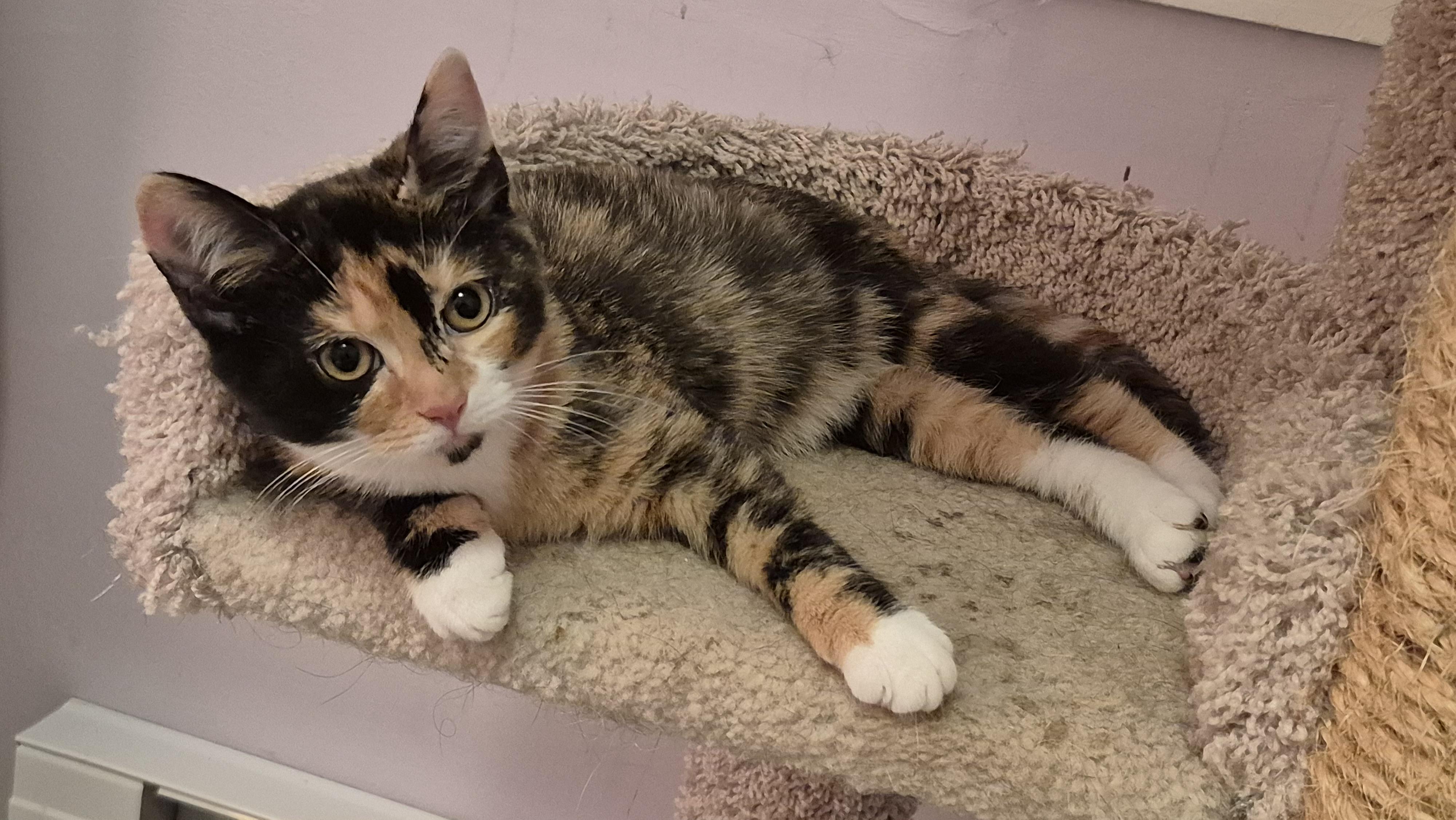 Enlarge Wendy & Lisa, an adopted Domestic Short Hair in Beltsville, MD image 3/4