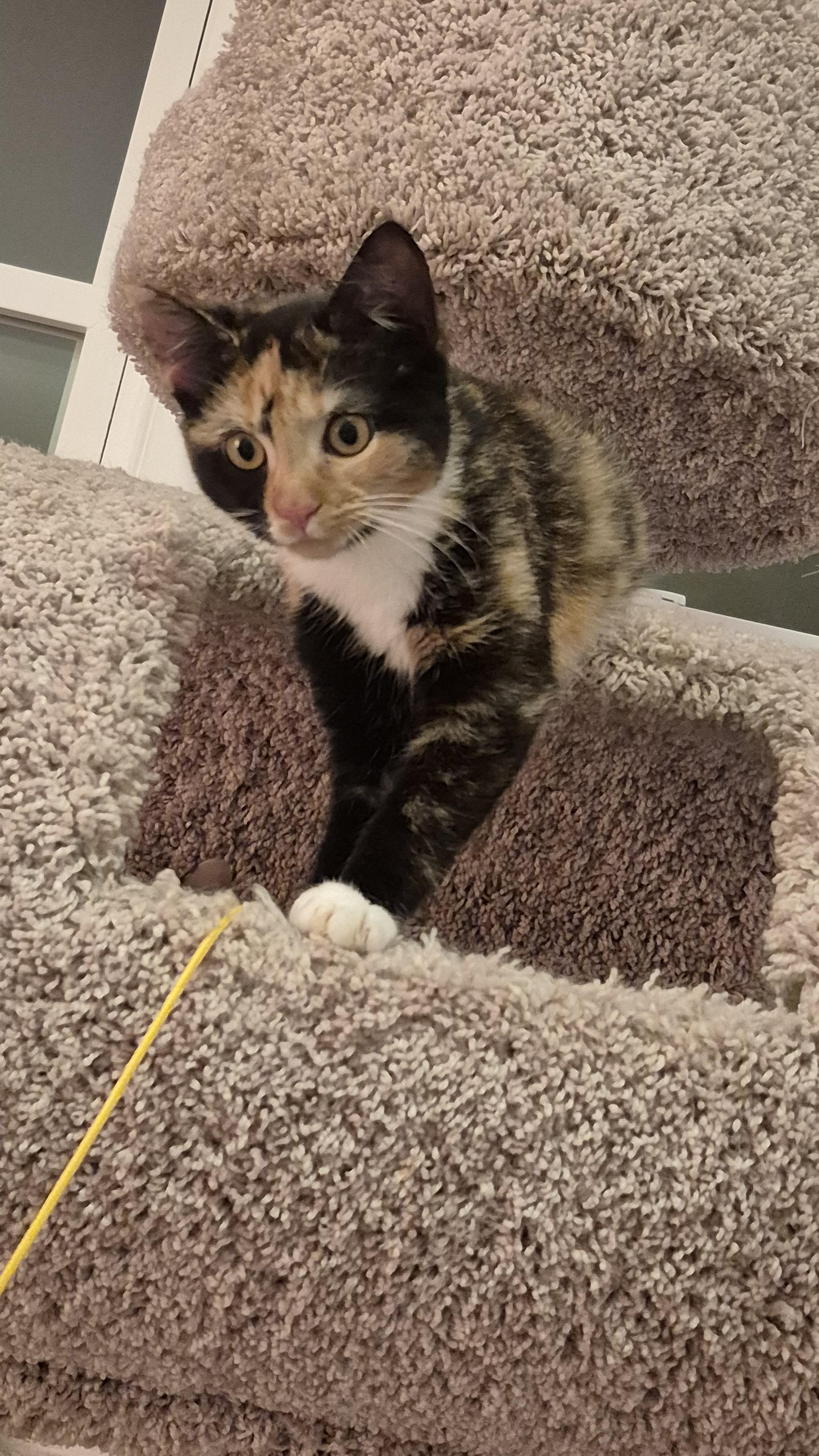 Enlarge Wendy & Lisa, an adopted Domestic Short Hair in Beltsville, MD image 4/4