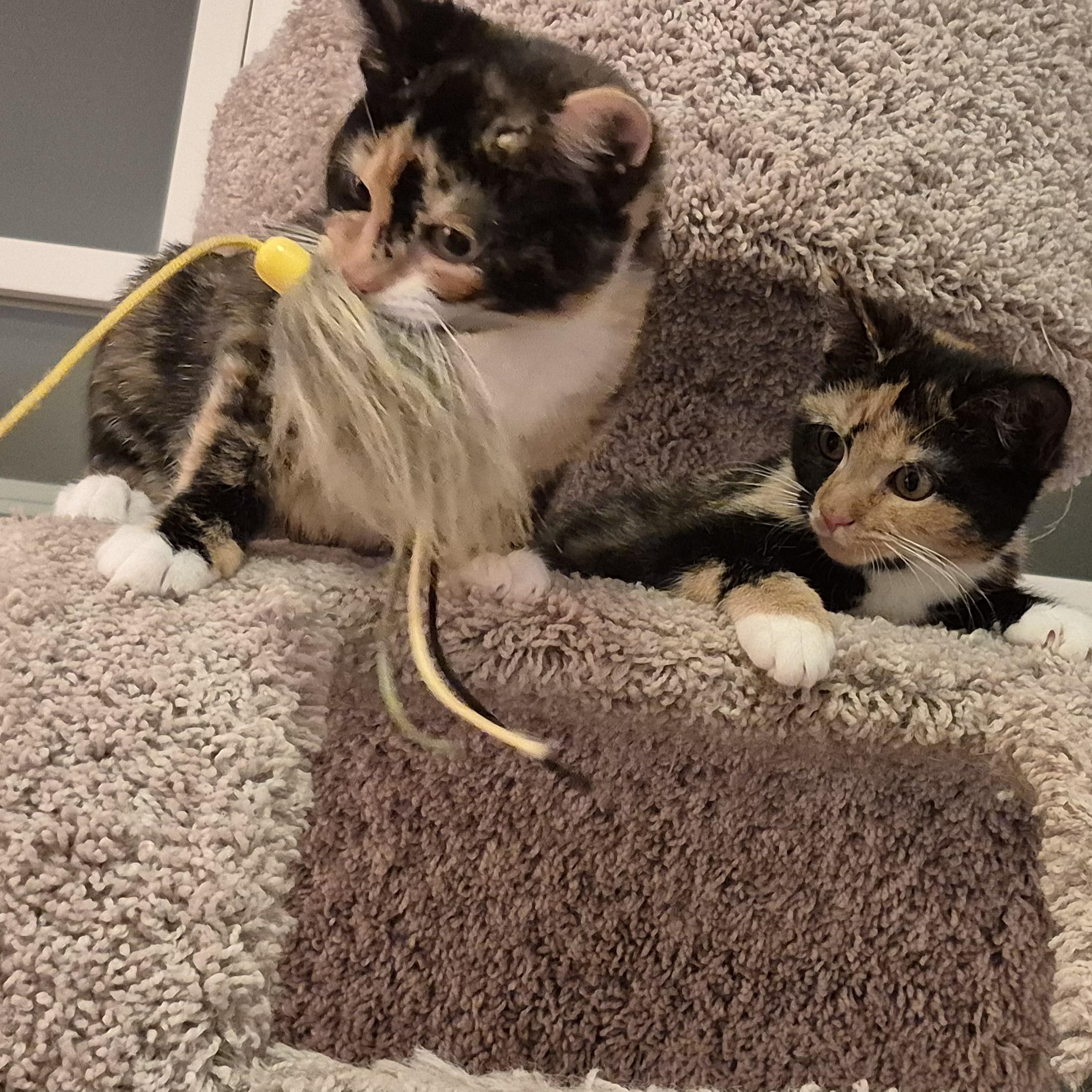Wendy & Lisa, adopted, Kitten Female Domestic Short Hair.