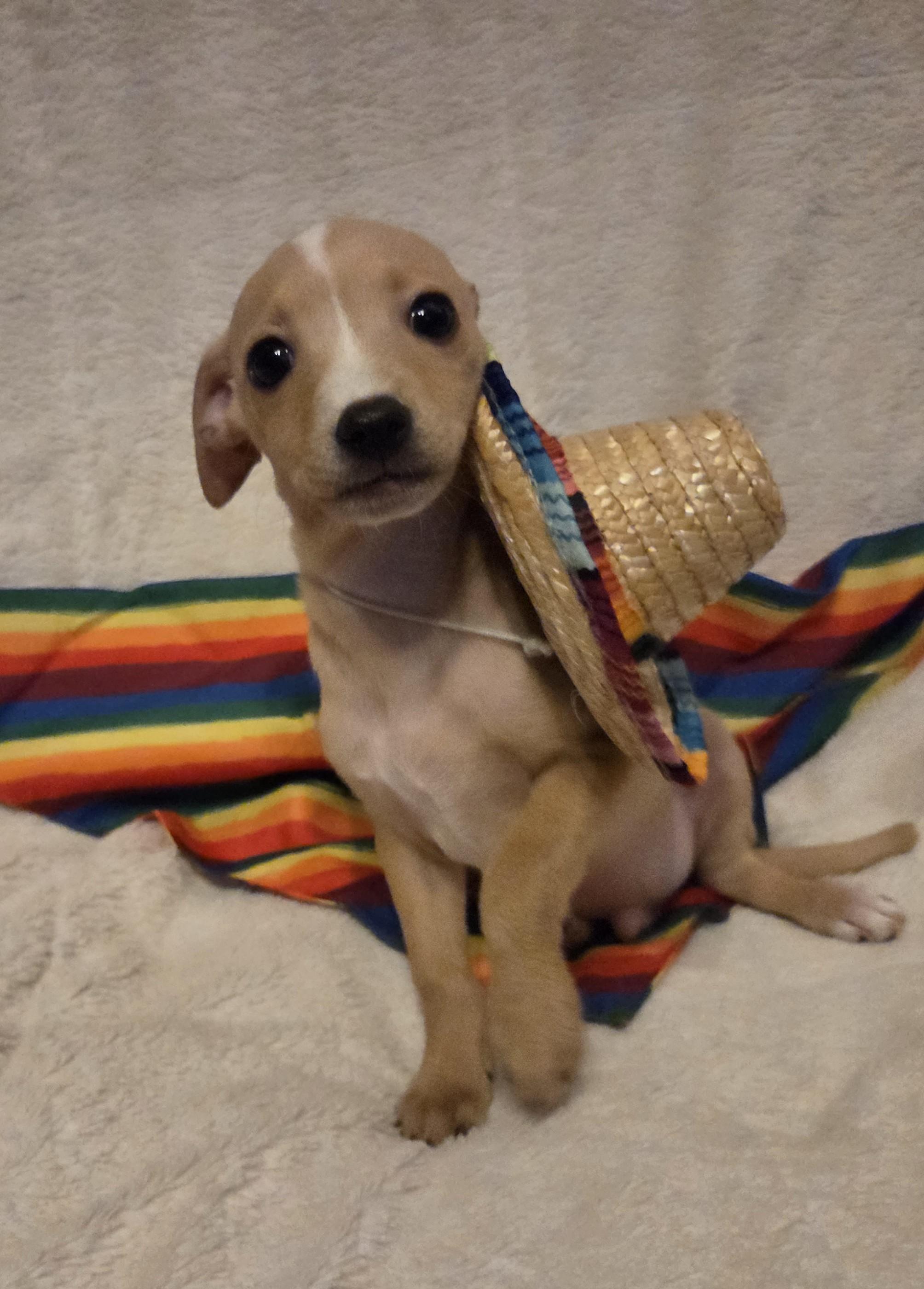 Lorenzo, ADOPTABLE, Puppy Male Chiweenie & Terrier.