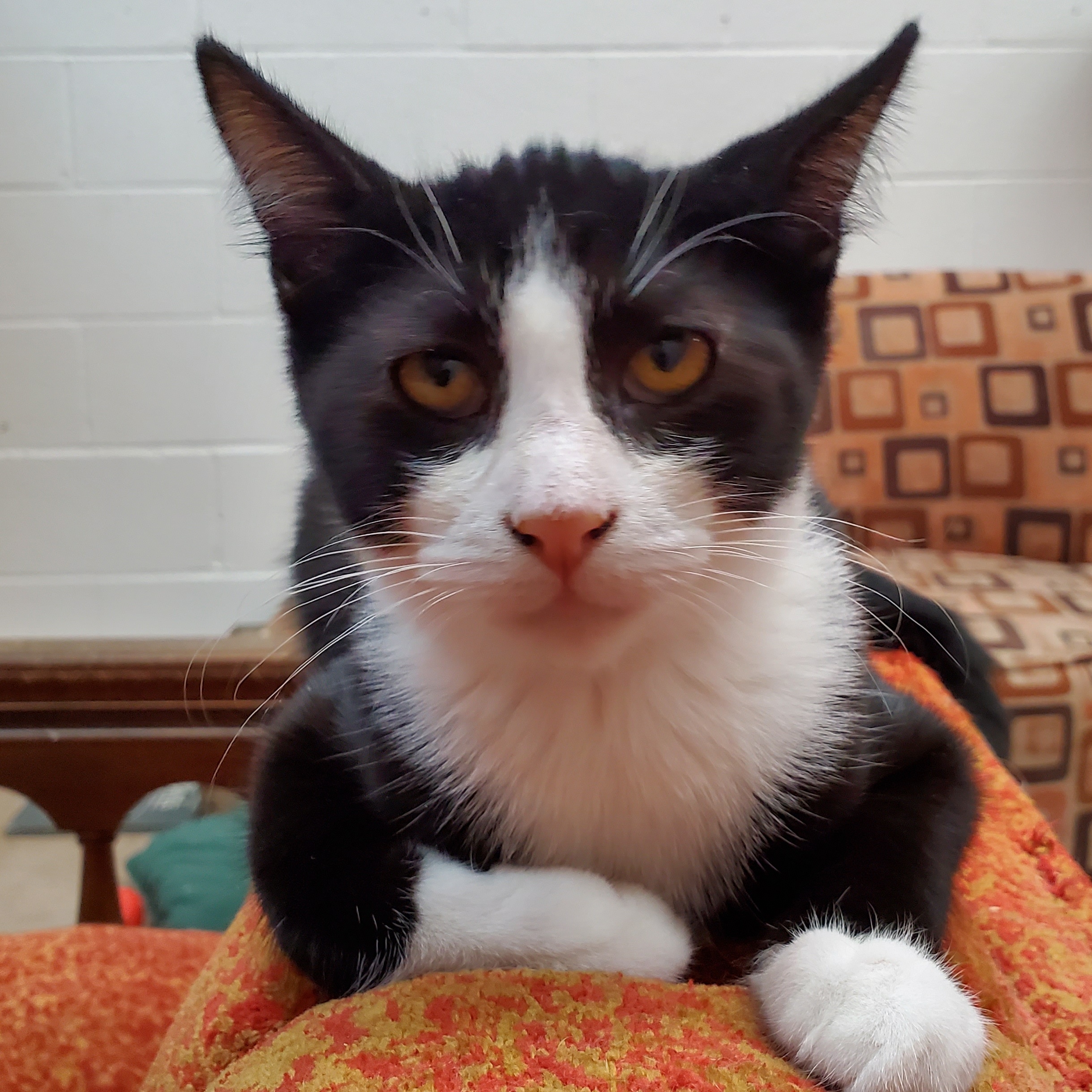 Enlarge Enzo, a Adoptable Domestic Short Hair in Camden, TN image 2/5