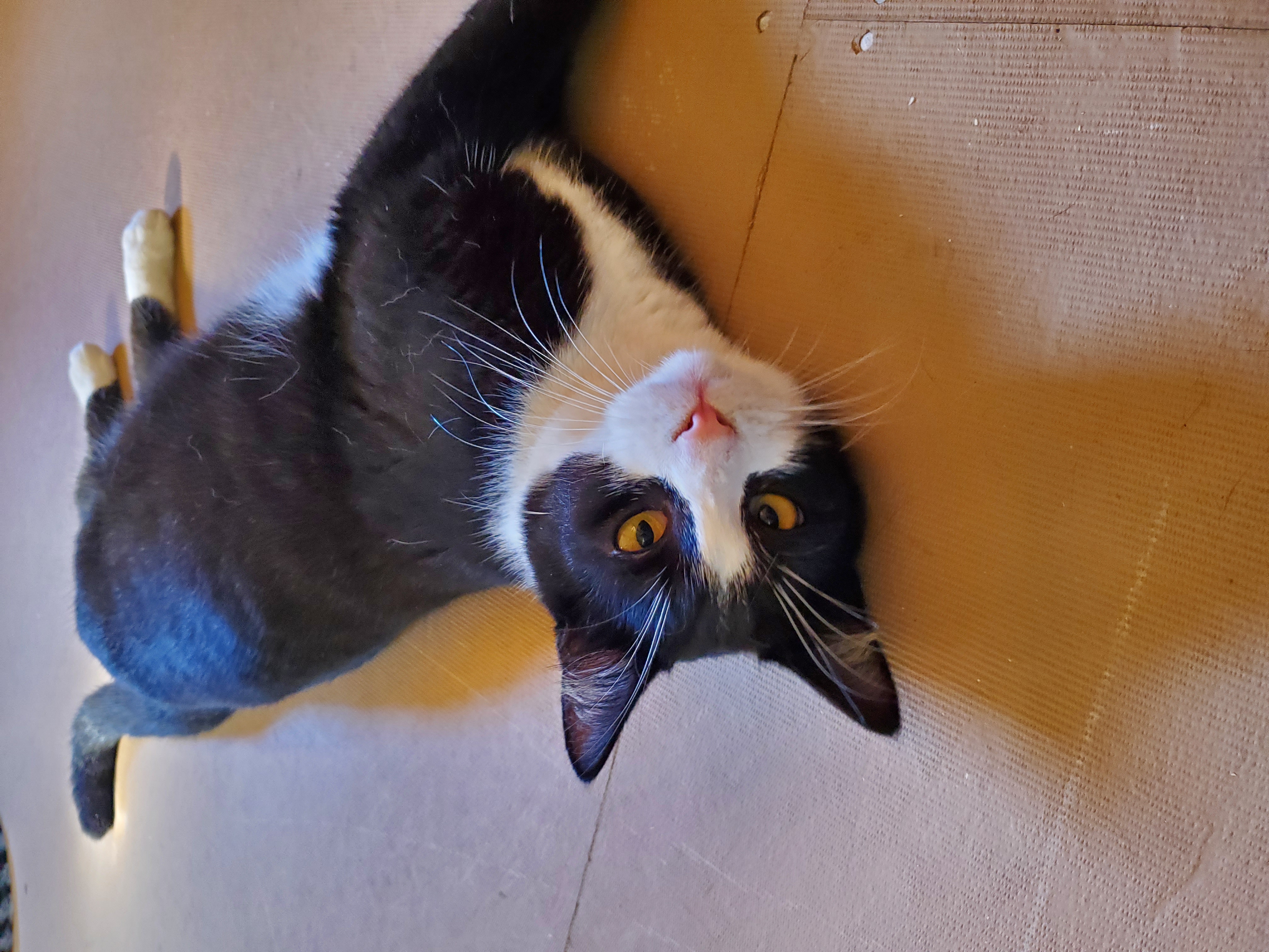 Enlarge Enzo, a Adoptable Domestic Short Hair in Camden, TN image 4/5