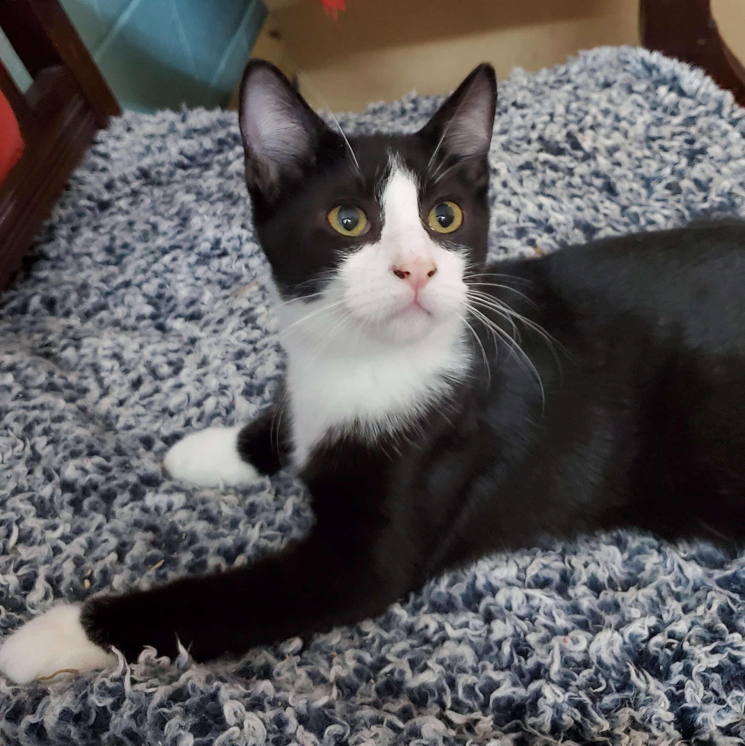 Enlarge Enzo, a Adoptable Domestic Short Hair in Camden, TN image 1/5