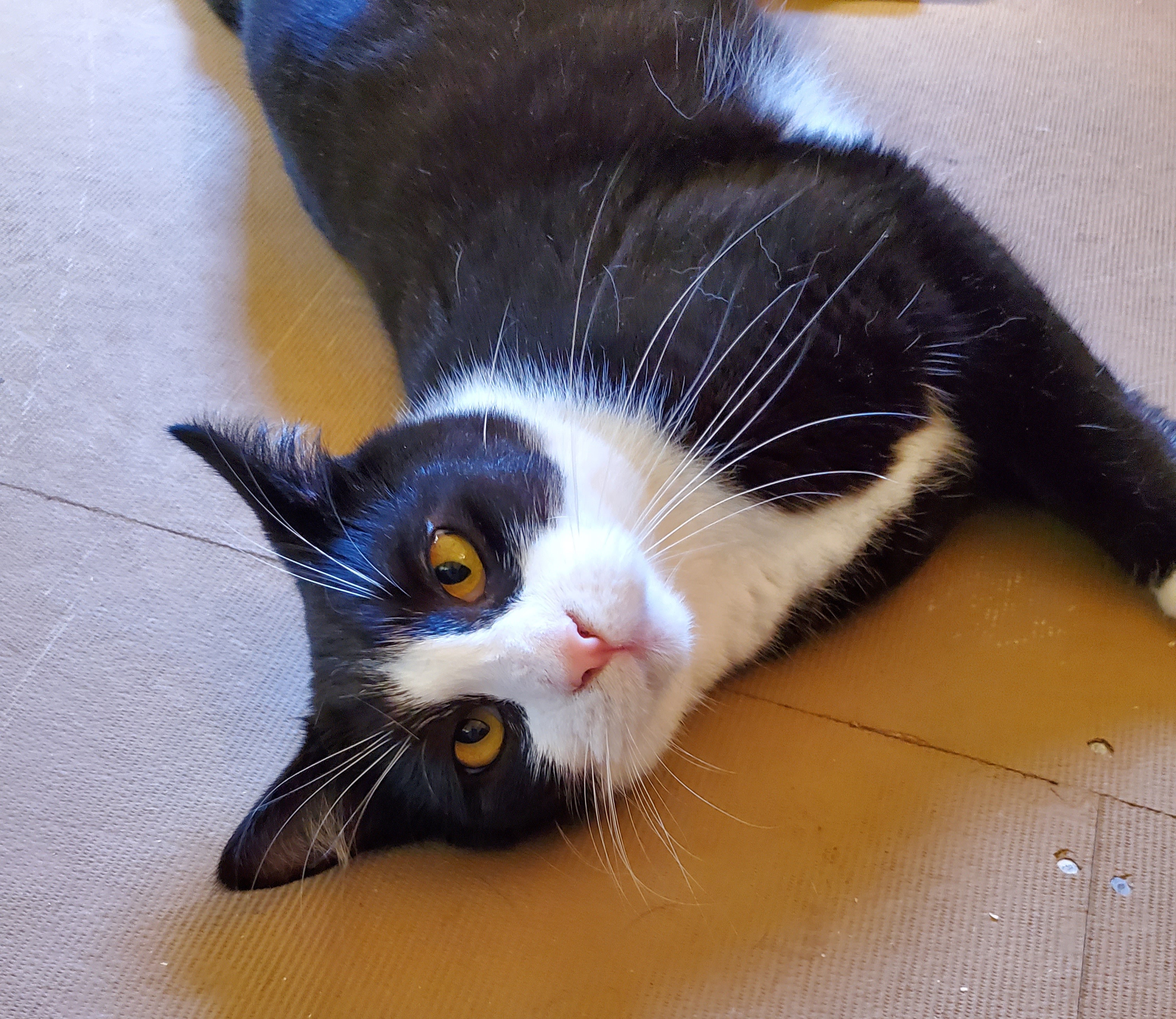 Enlarge Enzo, a Adoptable Domestic Short Hair in Camden, TN image 3/5