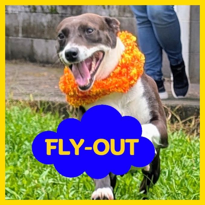 Enlarge Tulip, a Adoptable Mixed Breed in Volcano, HI image 1/3