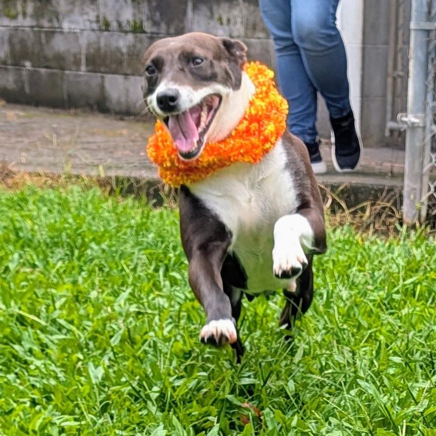 Enlarge Tulip, a Adoptable Mixed Breed in Volcano, HI image 2/3