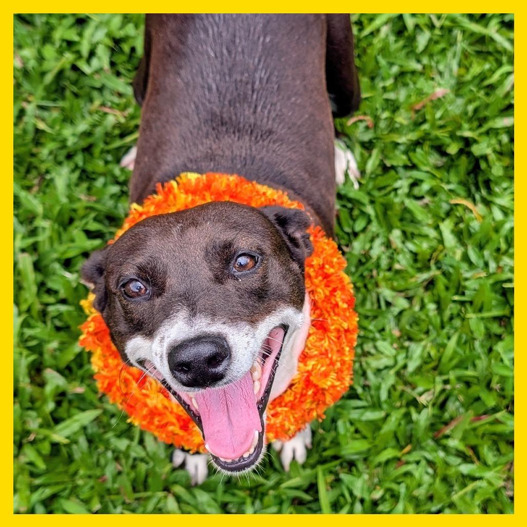 Enlarge Tulip, a Adoptable Mixed Breed in Volcano, HI image 3/3