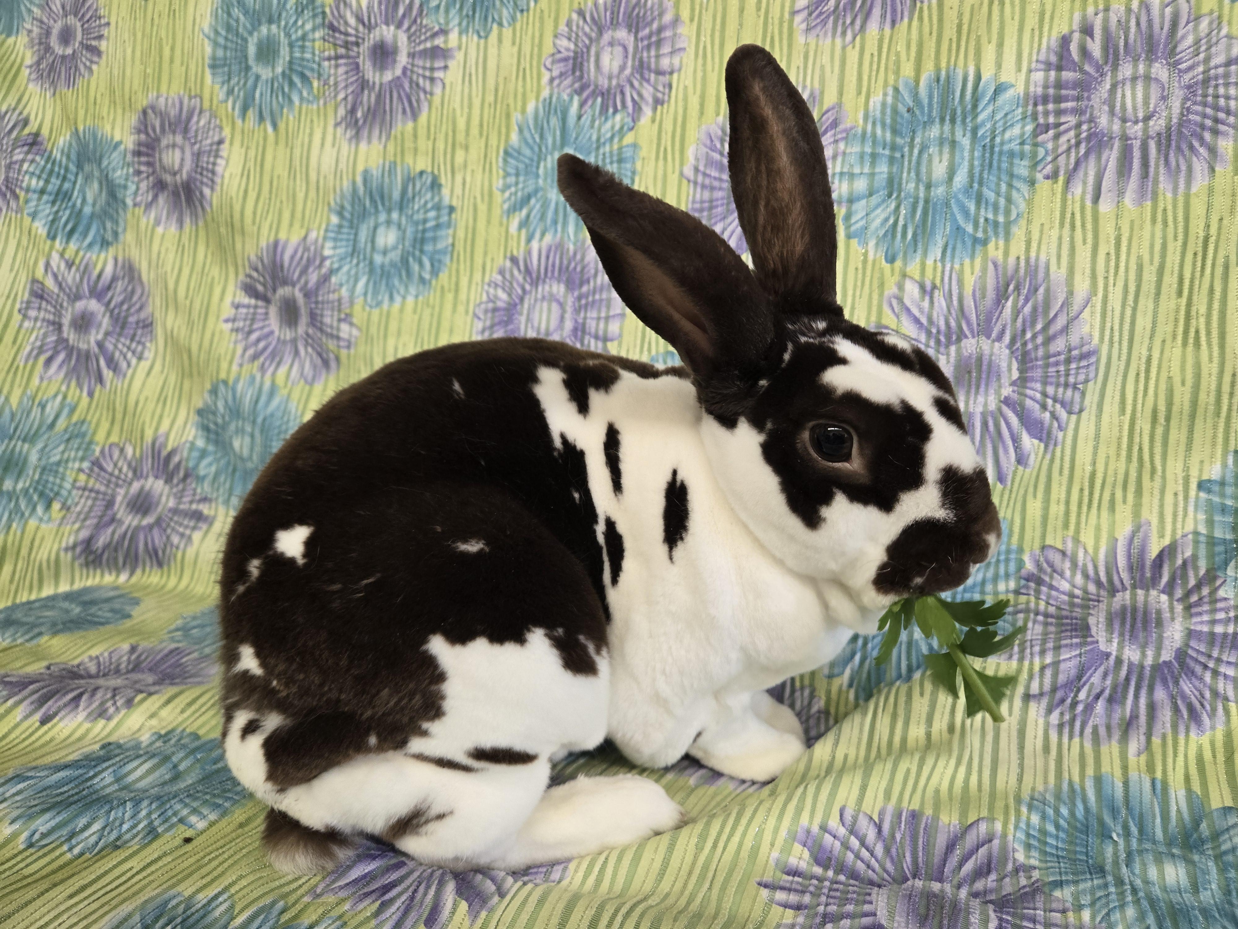 Winston, Adoptable, Adult Male Mini Rex.
