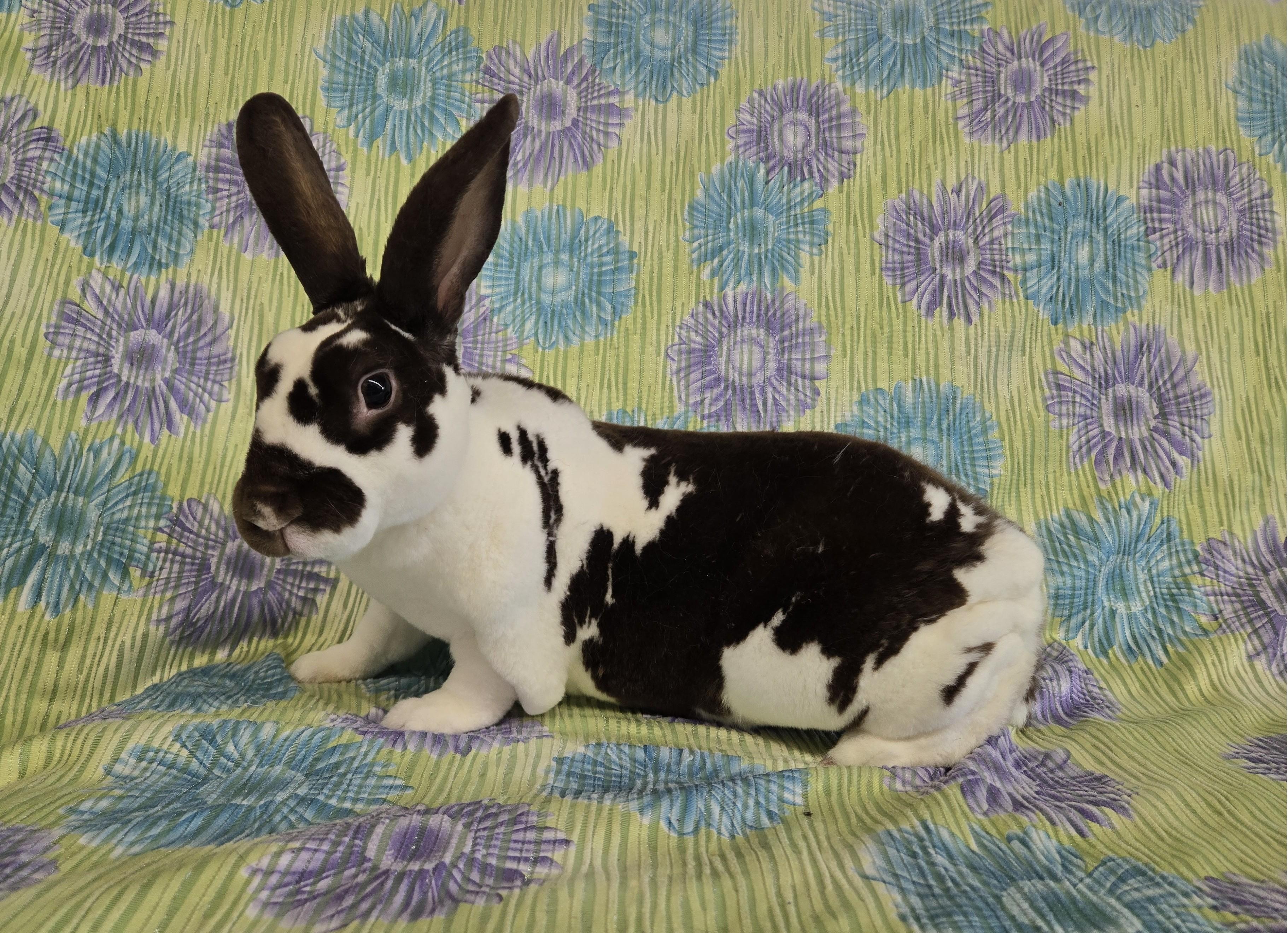 Winston, a Adoptable Mini Rex in Deerfield, WI image 2/3