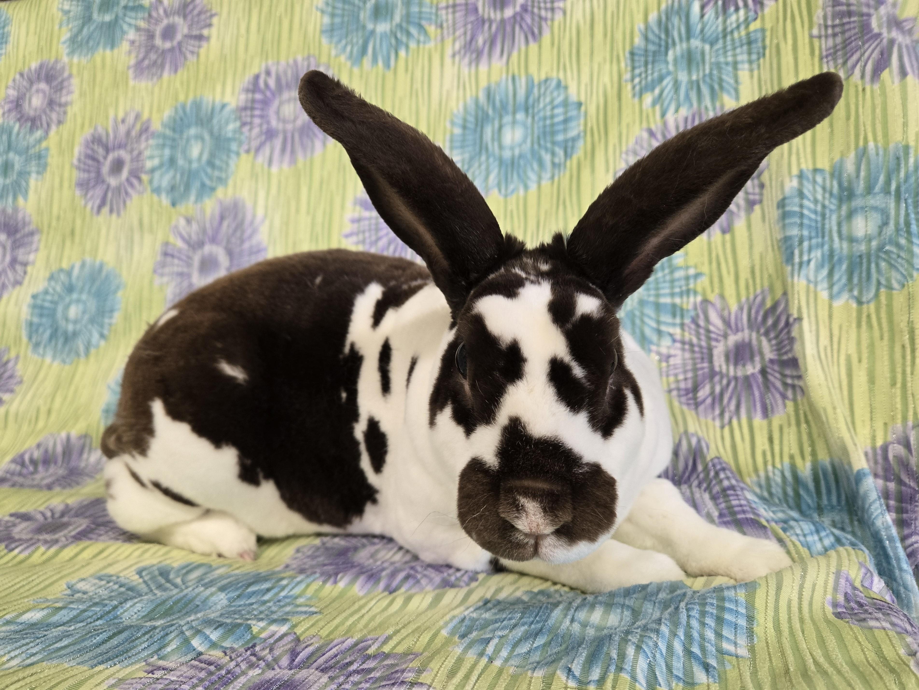 Winston, a Adoptable Mini Rex in Deerfield, WI image 3/3