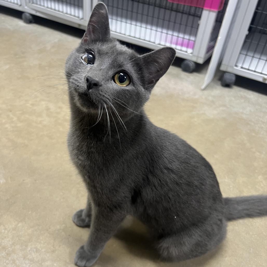 Florian (Bonded with Amora), a Adoptable Domestic Short Hair in Waynesville, NC image 1/2