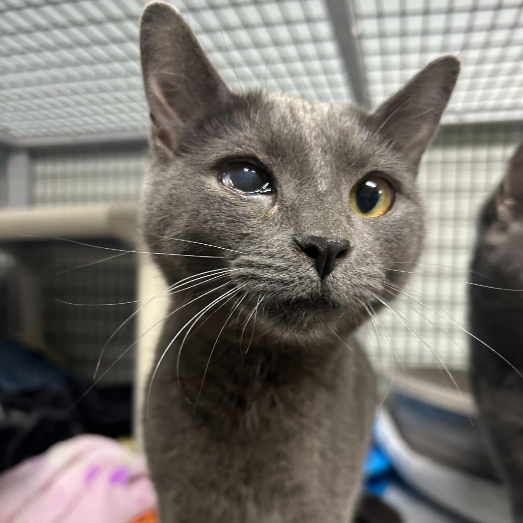 Florian (Bonded with Amora), a Adoptable Domestic Short Hair in Waynesville, NC image 2/2