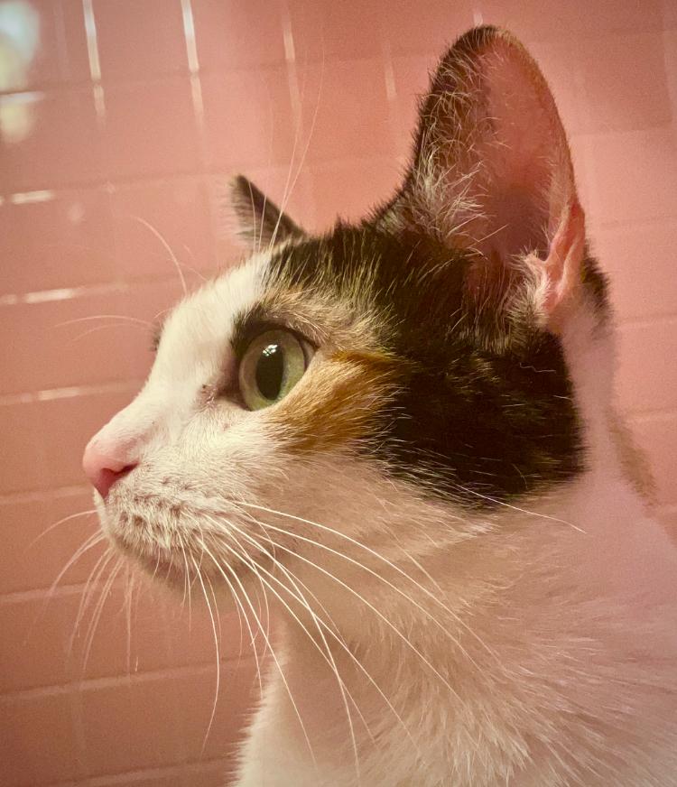 Enlarge Mimi, a Adoptable Domestic Short Hair in Brooklyn, NY image 2/2