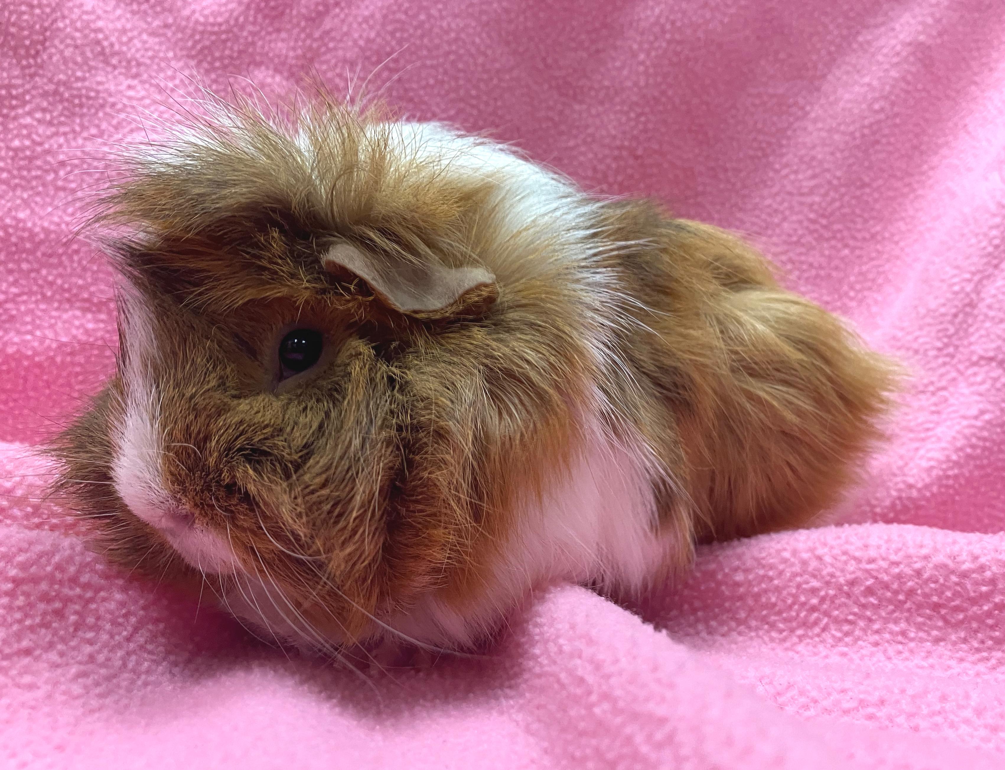 Enlarge Brooke, an adopted mixed breed in Oshkosh, WI image 2/3