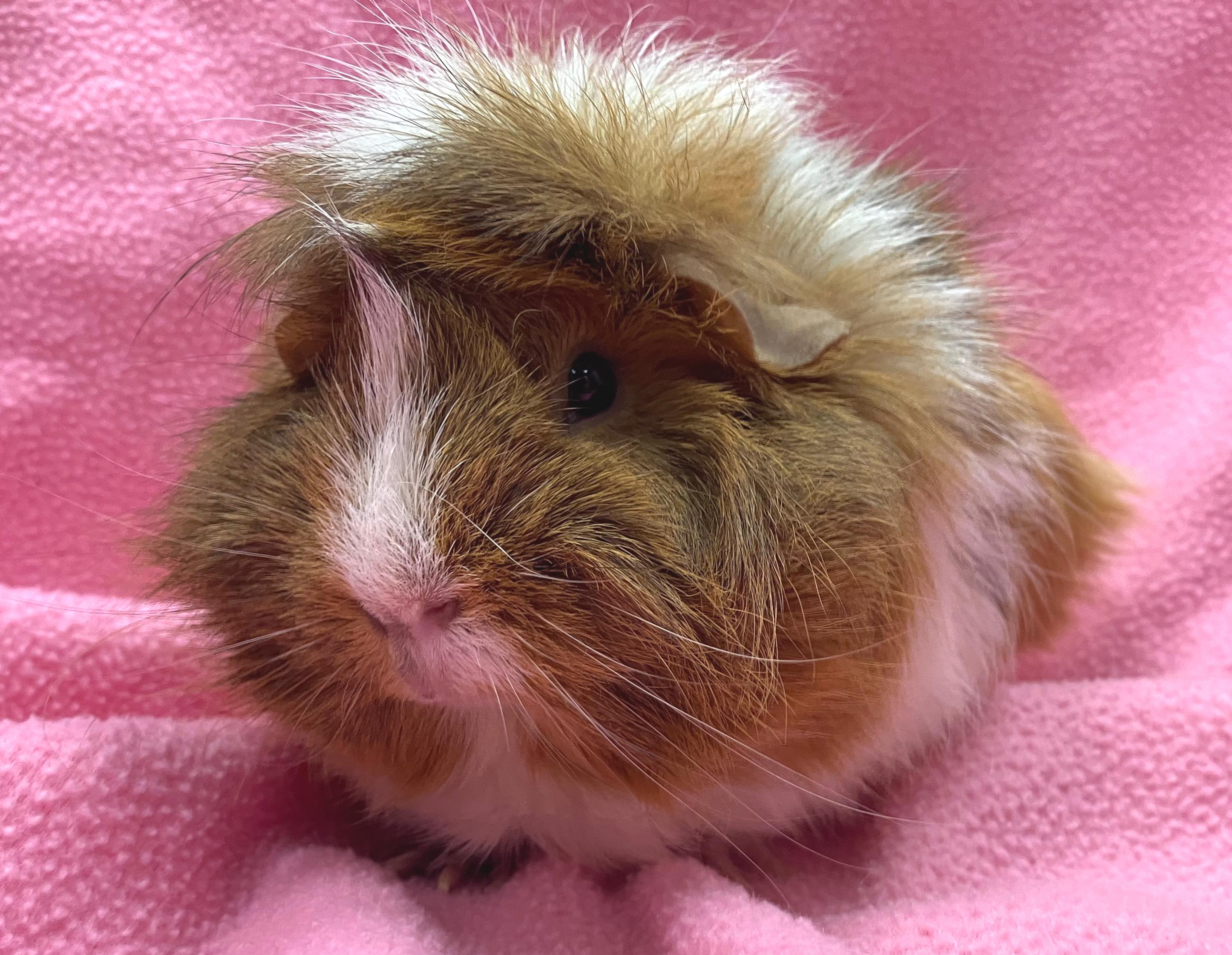 Enlarge Brooke, an adopted mixed breed in Oshkosh, WI image 1/3