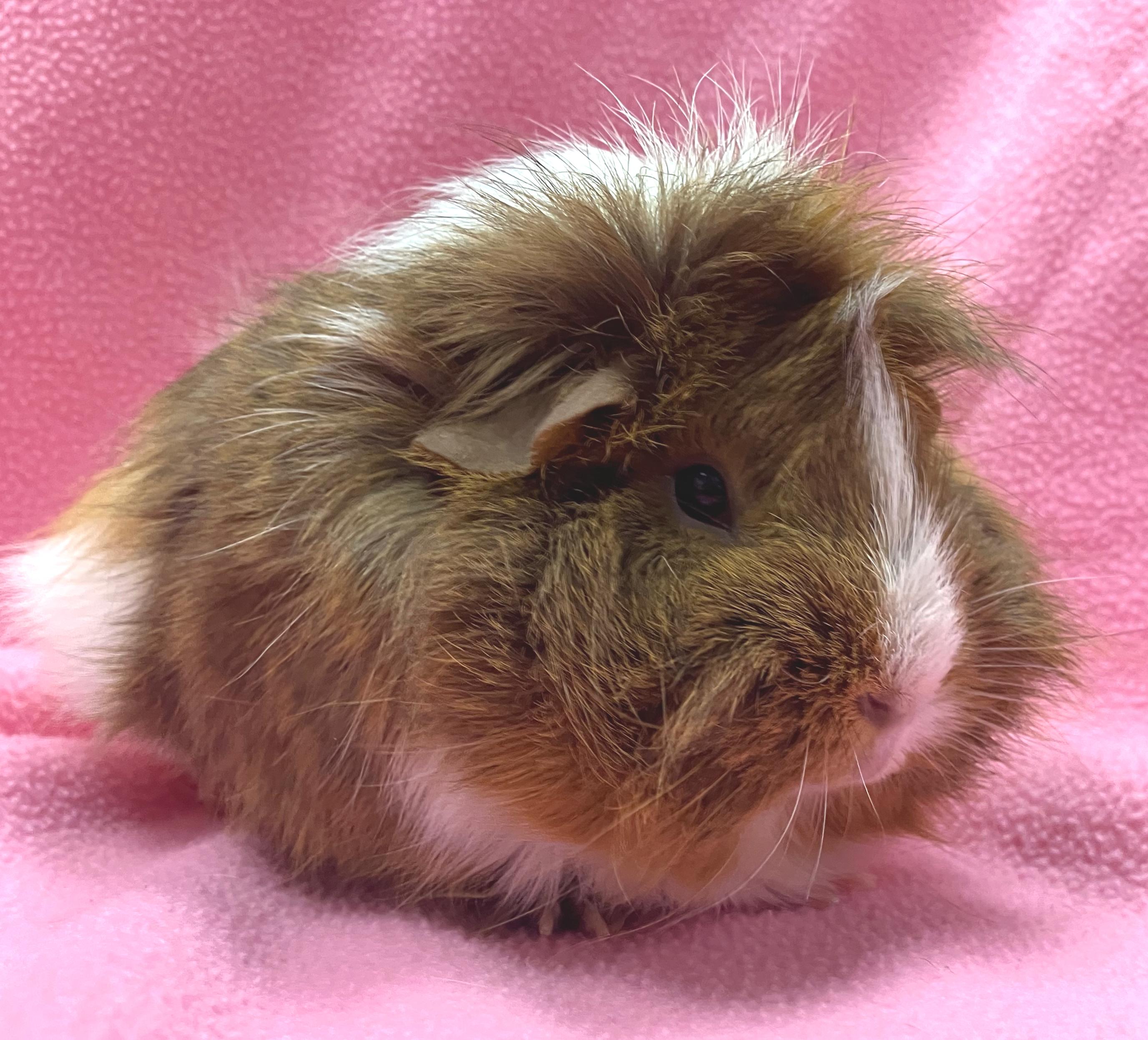 Enlarge Brooke, an adopted mixed breed in Oshkosh, WI image 3/3