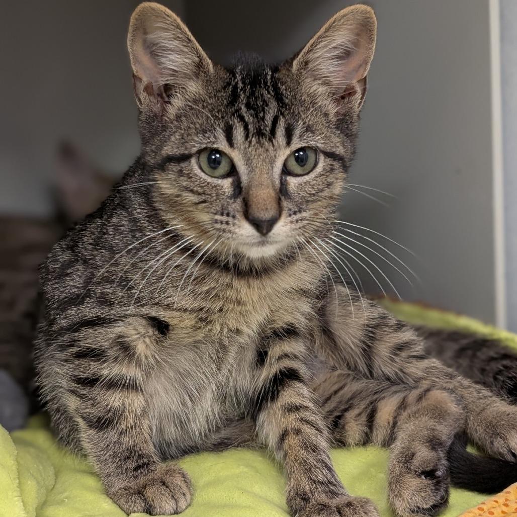 Rexi, a Adoptable Domestic Short Hair in Buchanan Dam, TX image 1/3