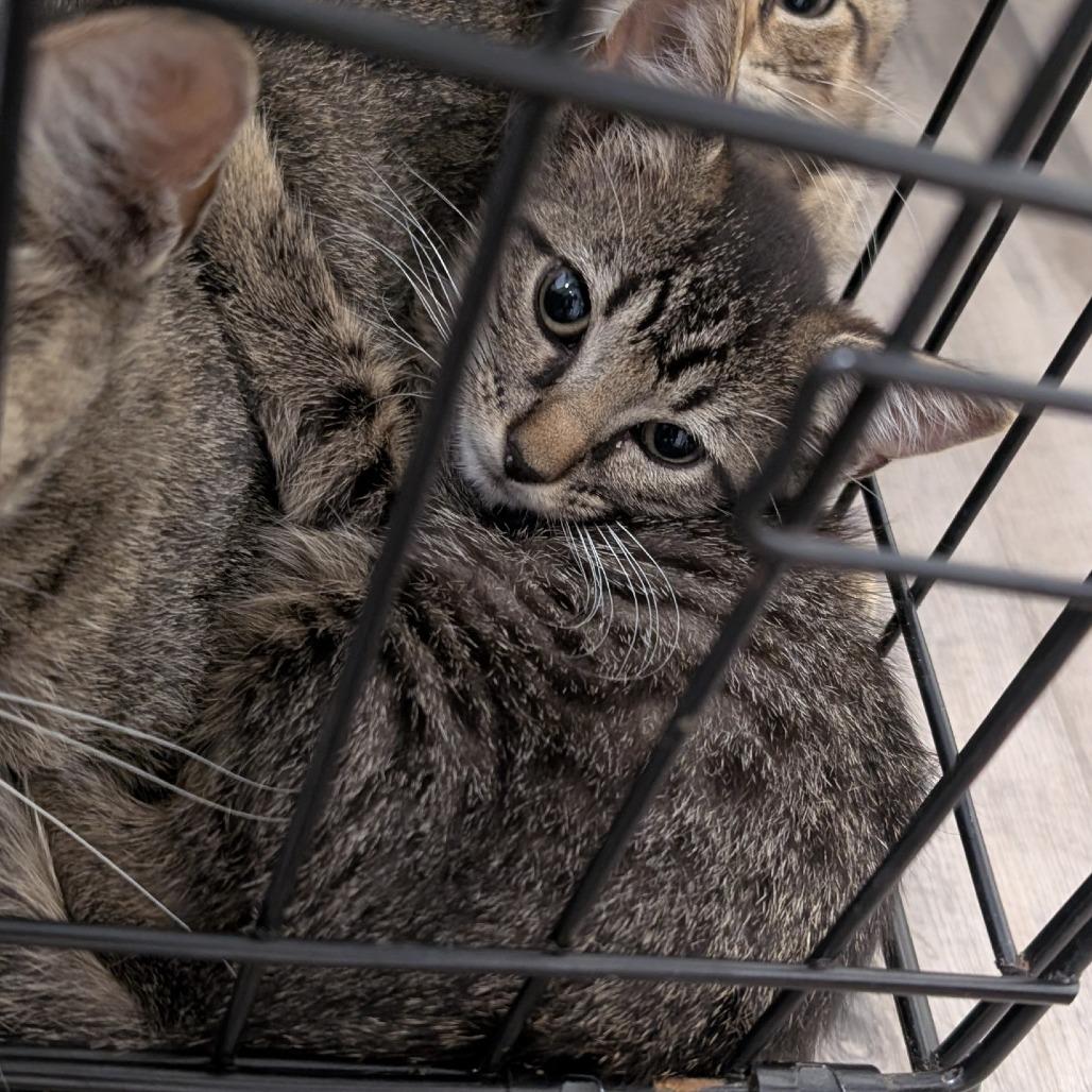 Rexi, a Adoptable Domestic Short Hair in Buchanan Dam, TX image 2/3