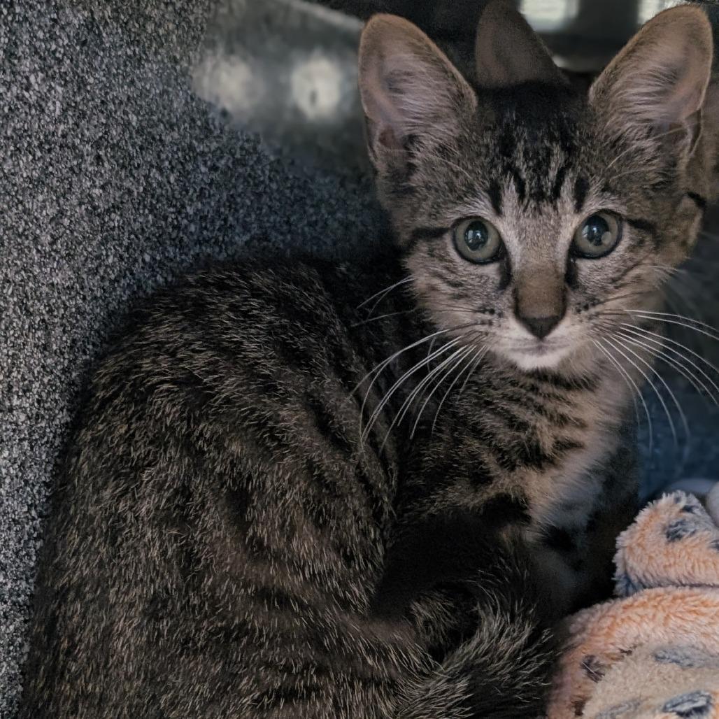 Rexi, a Adoptable Domestic Short Hair in Buchanan Dam, TX image 3/3